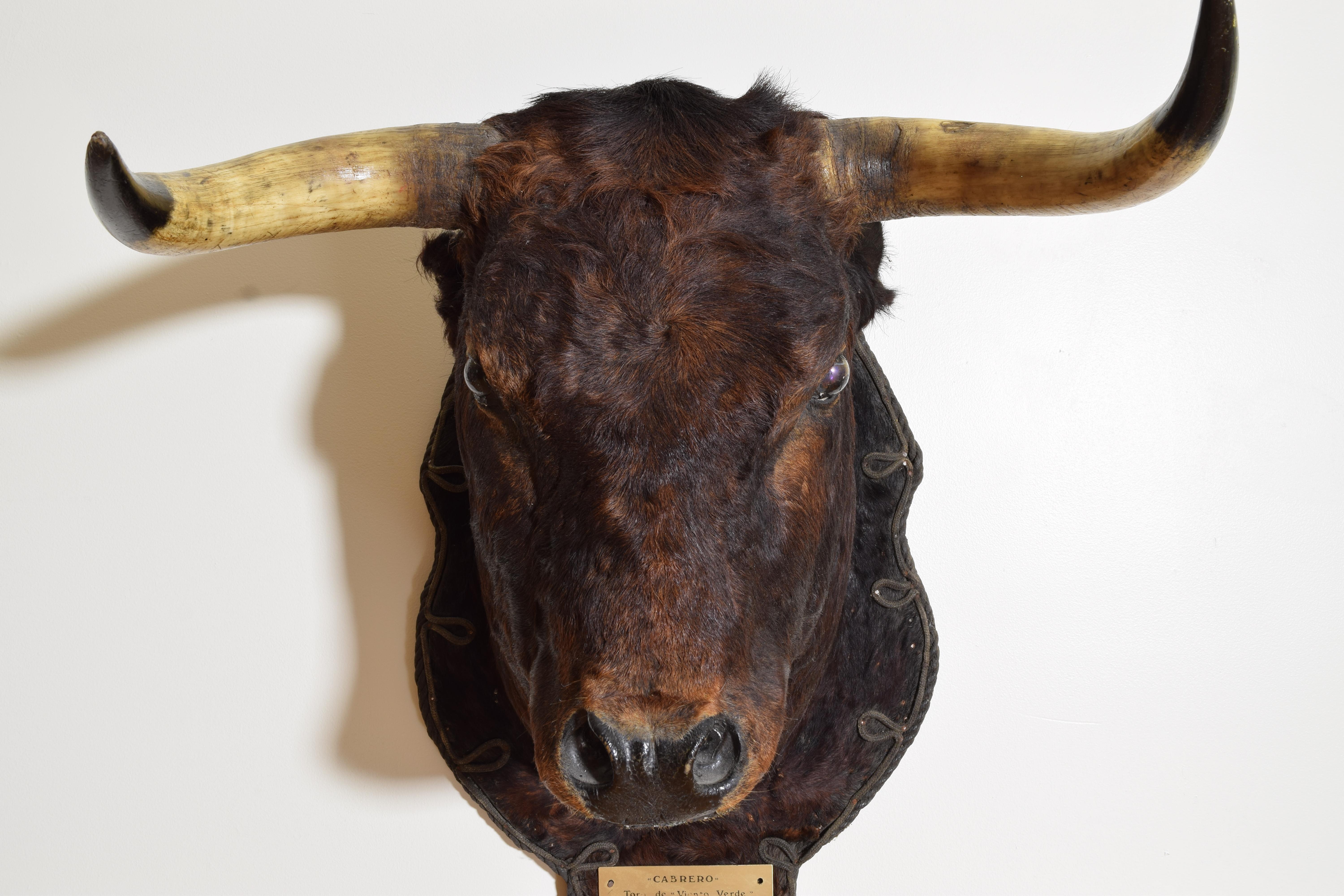 Mid-20th Century Spanish Fighting Bull Shoulder Mount, 
