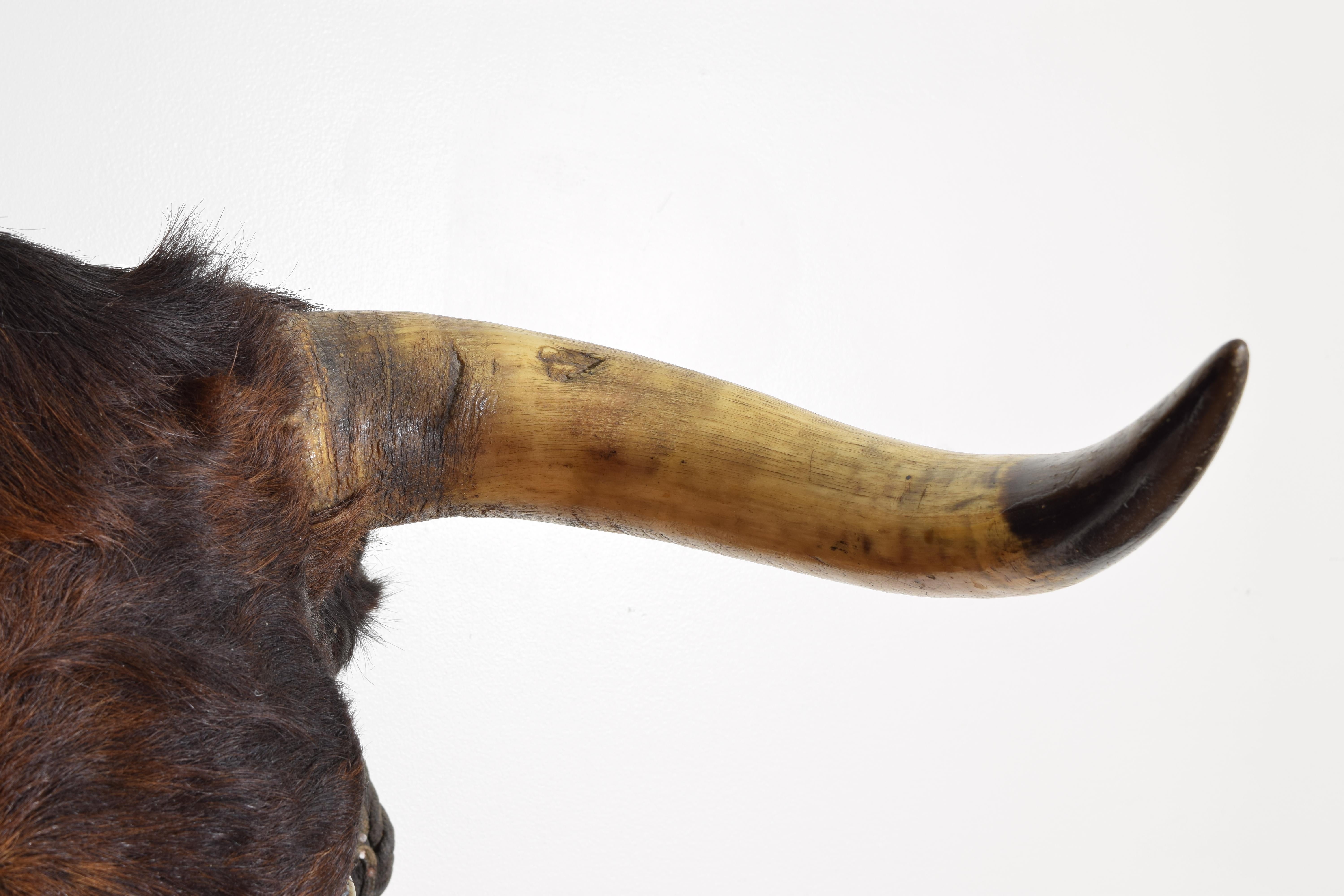 Horn Spanish Fighting Bull Shoulder Mount, 