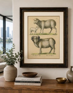 Spanish Sheep, Ewe, Lamb & Ram, Brodtmann Lithograph, 1816