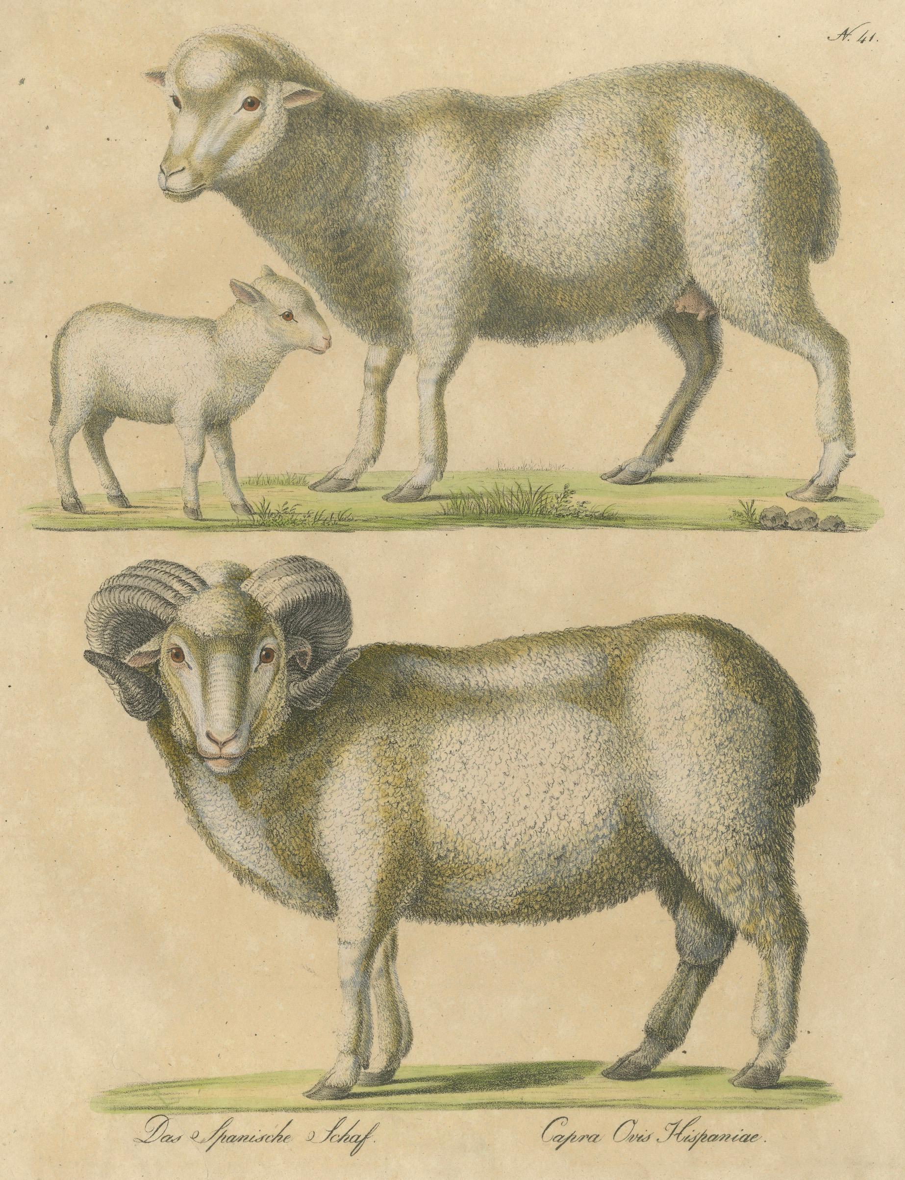 Spanish Sheep, Ewe, Lamb & Ram, Brodtmann Lithograph, 1816
