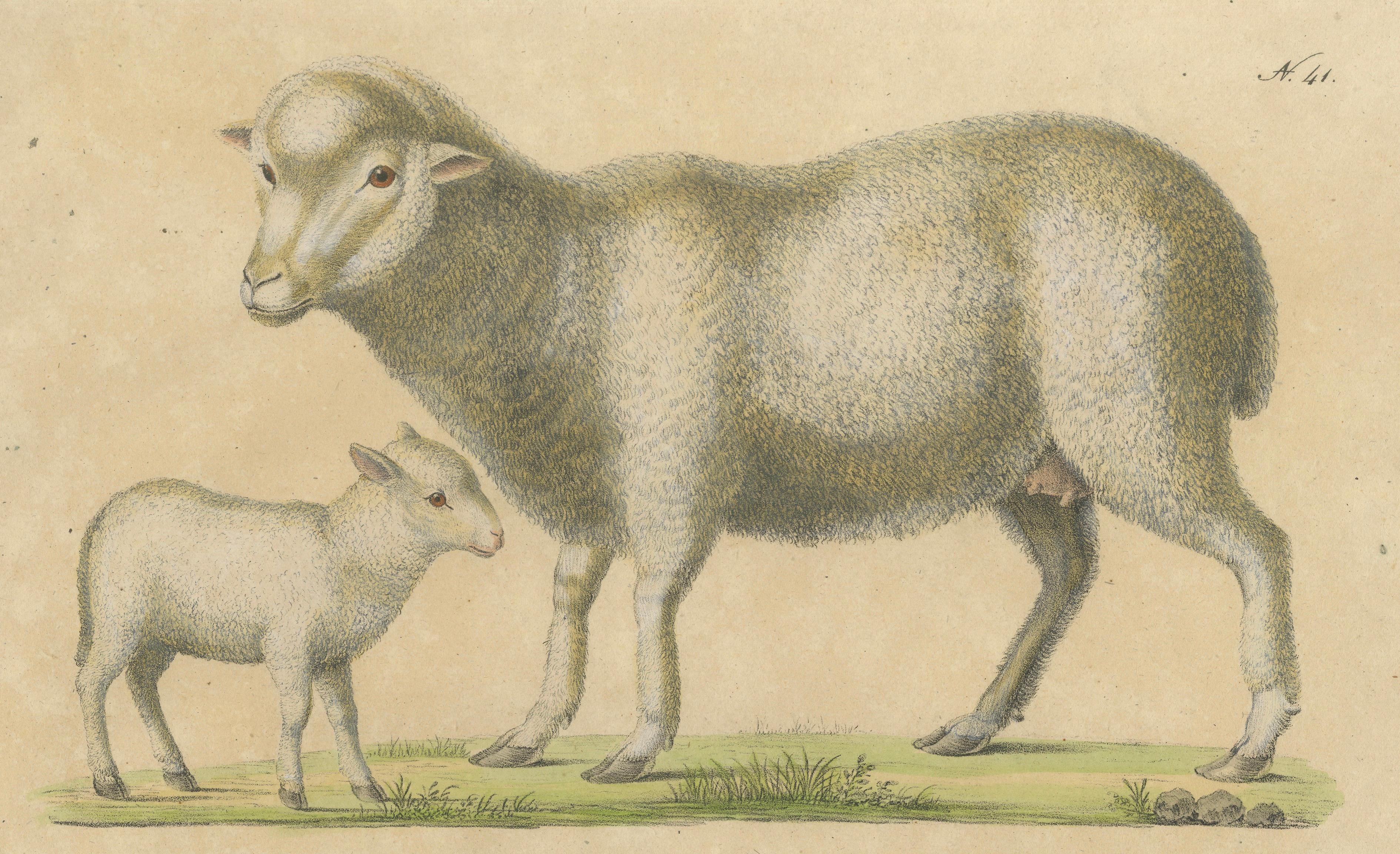 Spanish Sheep, Ewe, Lamb & Ram, Brodtmann Lithograph, 1816