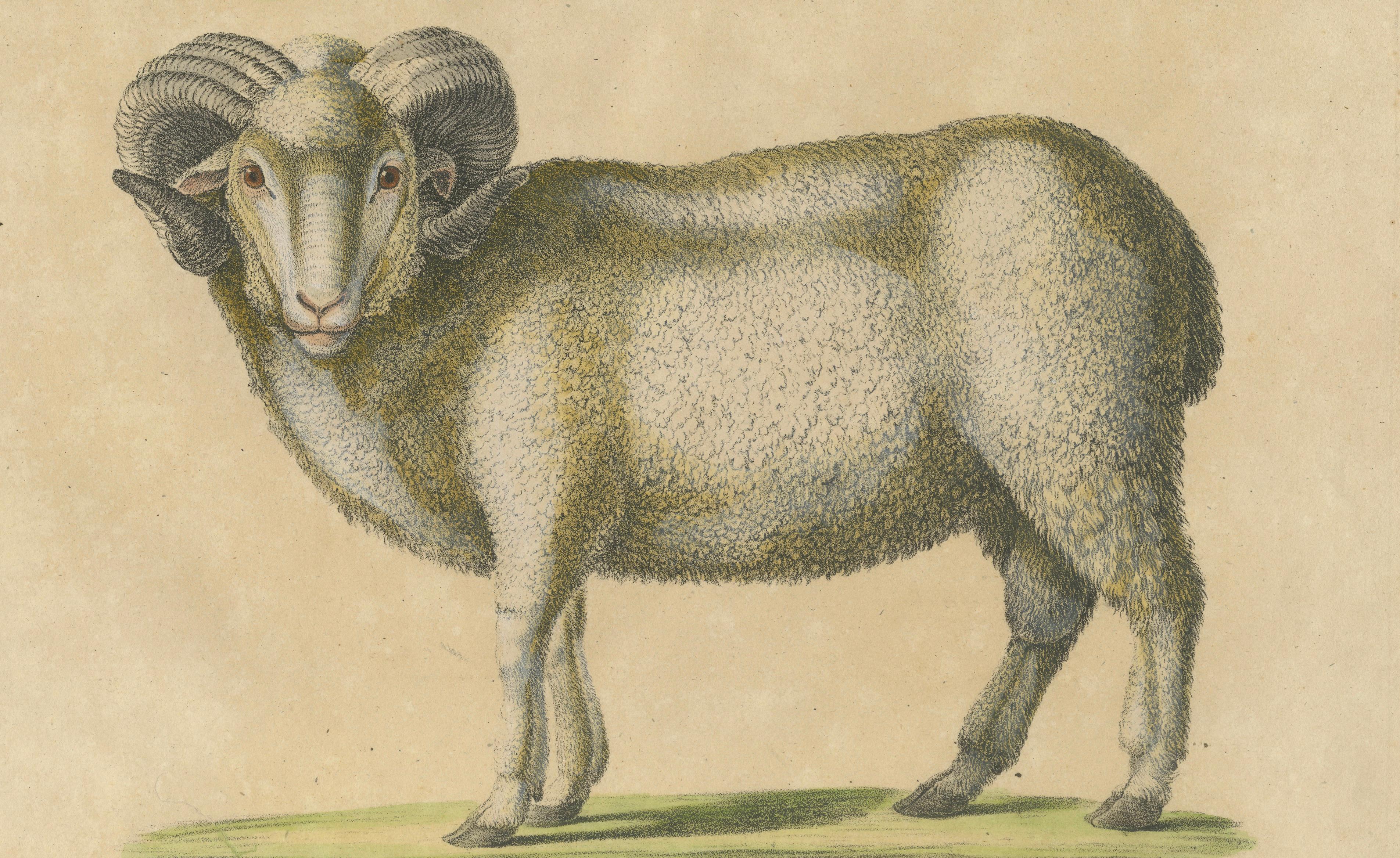 Spanish Sheep, Ewe, Lamb & Ram, Brodtmann Lithograph, 1816