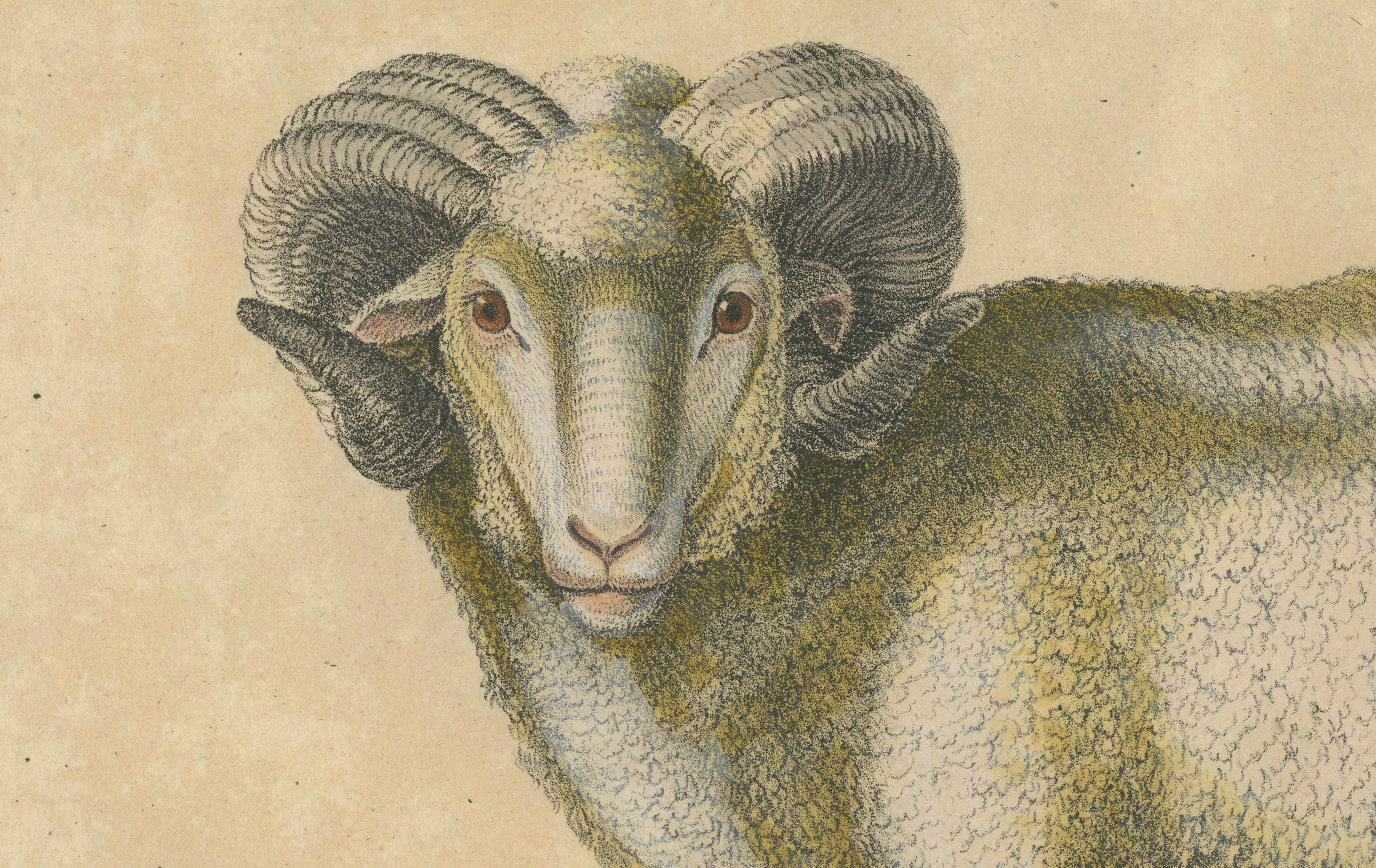 Spanish Sheep, Ewe, Lamb & Ram, Brodtmann Lithograph, 1816