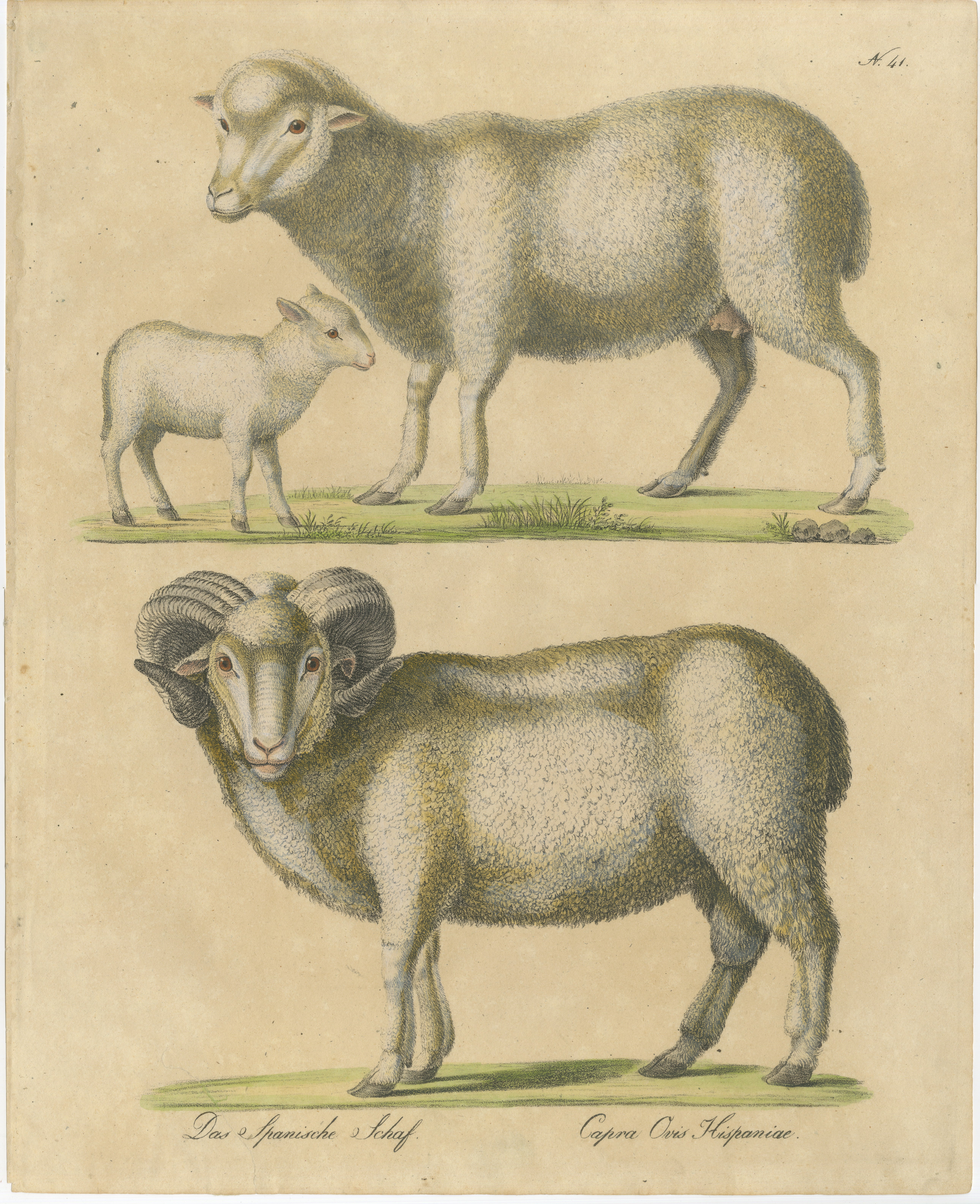 Spanish Sheep, Ewe, Lamb & Ram, Brodtmann Lithograph, 1816
