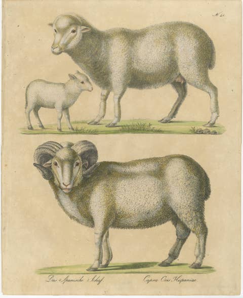 Spanish Sheep, Ewe, Lamb & Ram, Brodtmann Lithograph, 1816