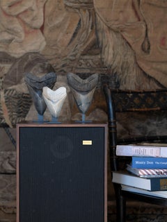 Sparkling White Tooth of the Prehistoric Shark, Megalodon