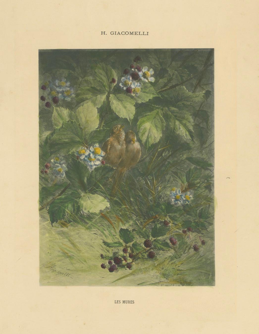 Gorriones entre zarzamoras - Vintage Giacomelli Ornithological Print Papel en venta