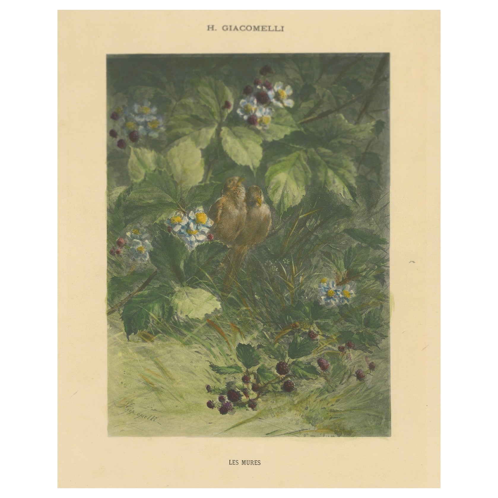Des moineaux au milieu de baies de Blackberry - Impression ornithologique vintage de Giacomelli