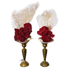Spec Pair Red Pipe Coral Natural History Specim with Sea Fans on 19 th c Stands