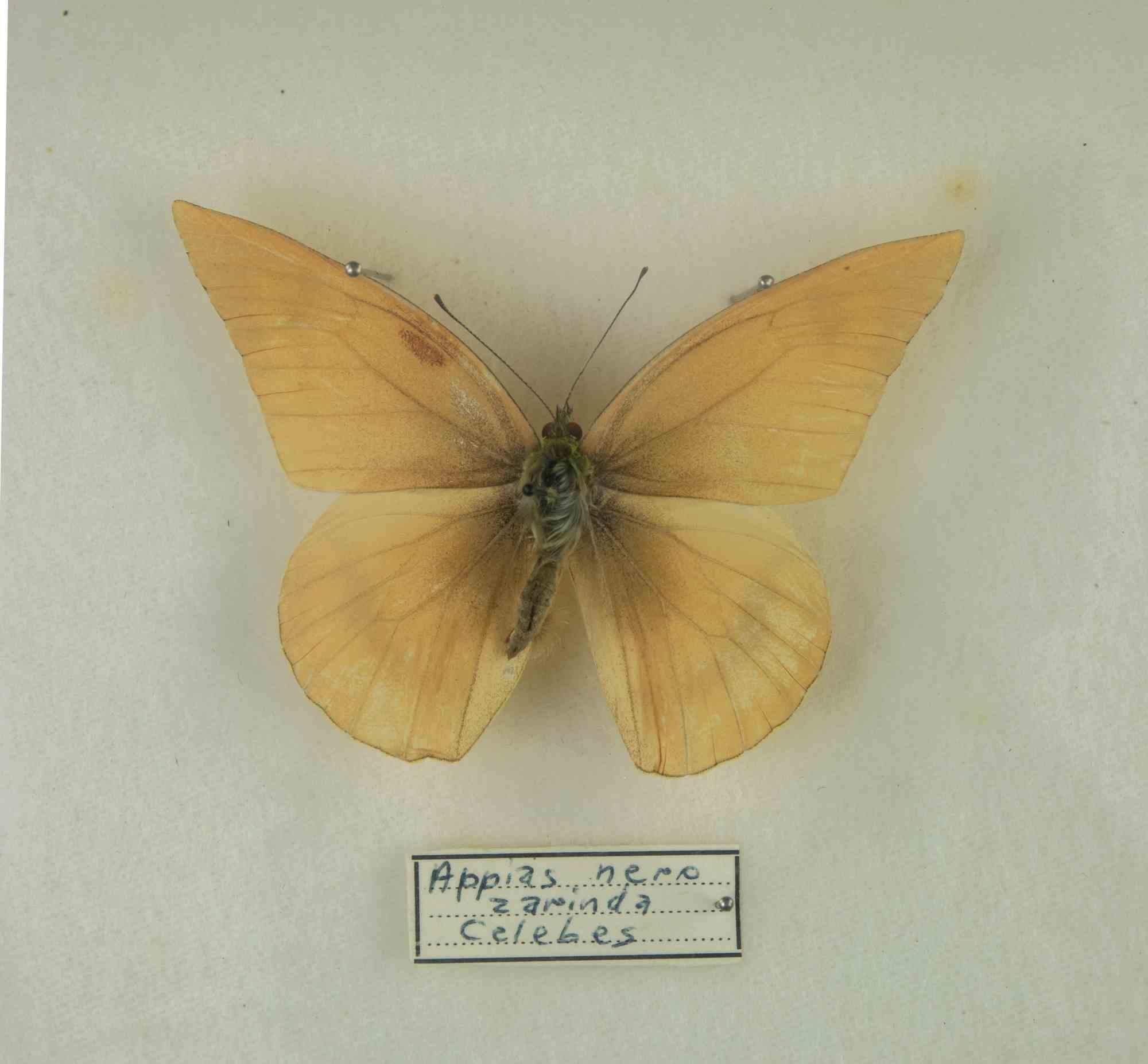 Three species of stuffed butterflies : Appias Drusilla, Graphium doson, Troides Helena. 

Dedication on the back with the date 8 November 1980.

39 x 26 cm.

Good conditions!

 