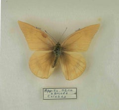 Species of Schmetterlinge mit Rahmen - 1980