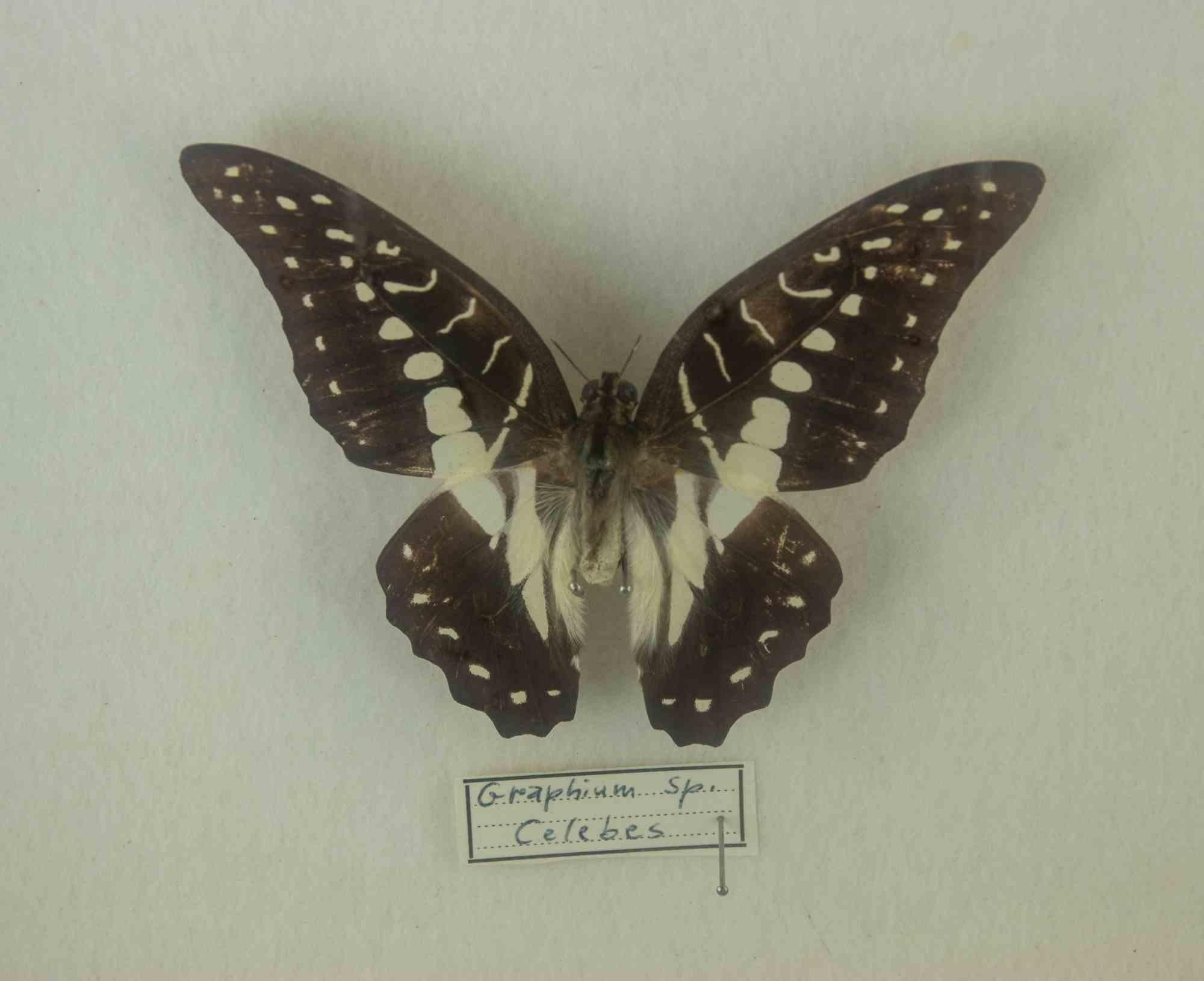 Species of Schmetterlinge mit Rahmen - 1980 (Moderne) im Angebot