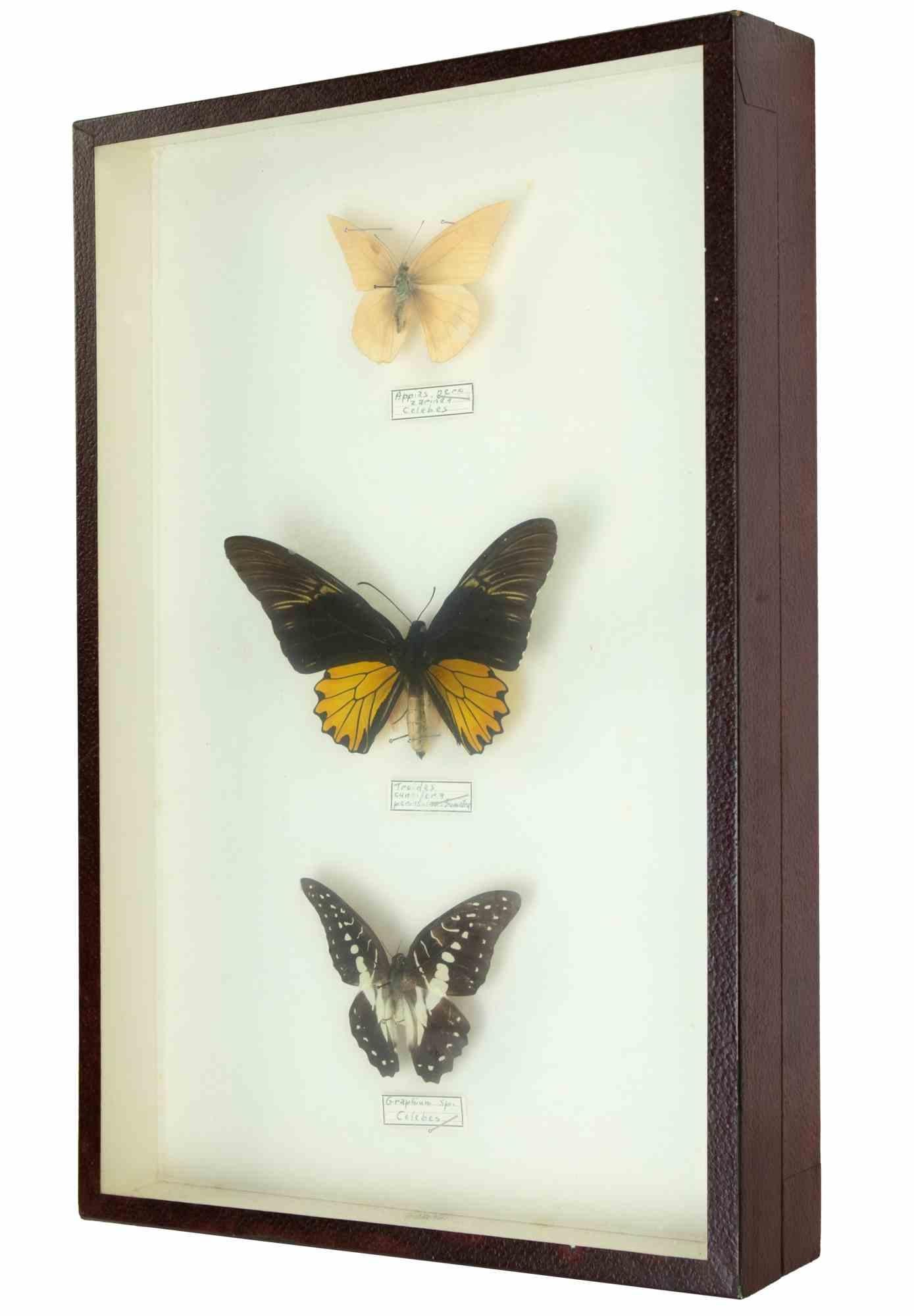 Modern Species of Butterflies with frame - 1980 For Sale