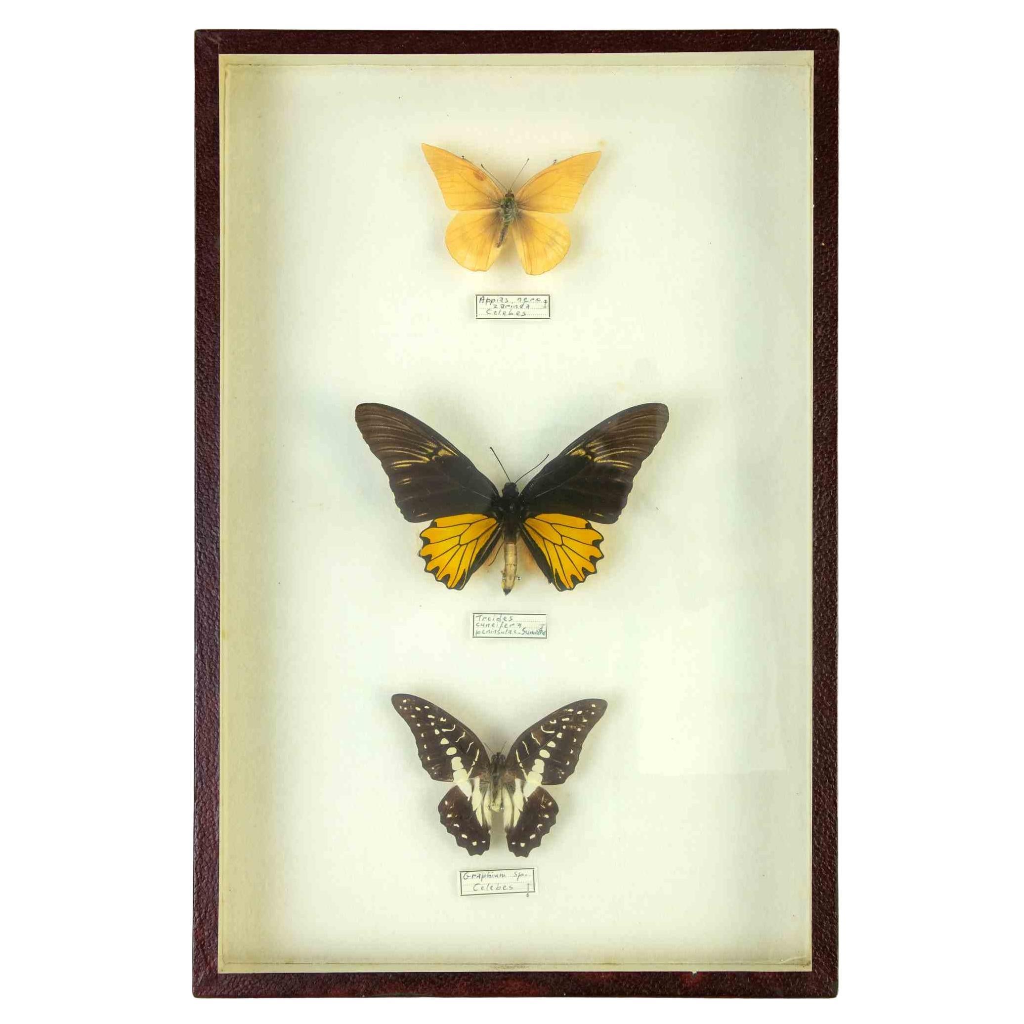 Species of Butterflies with frame - 1980 For Sale