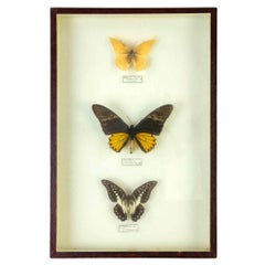 Species of Butterflies with frame - 1980