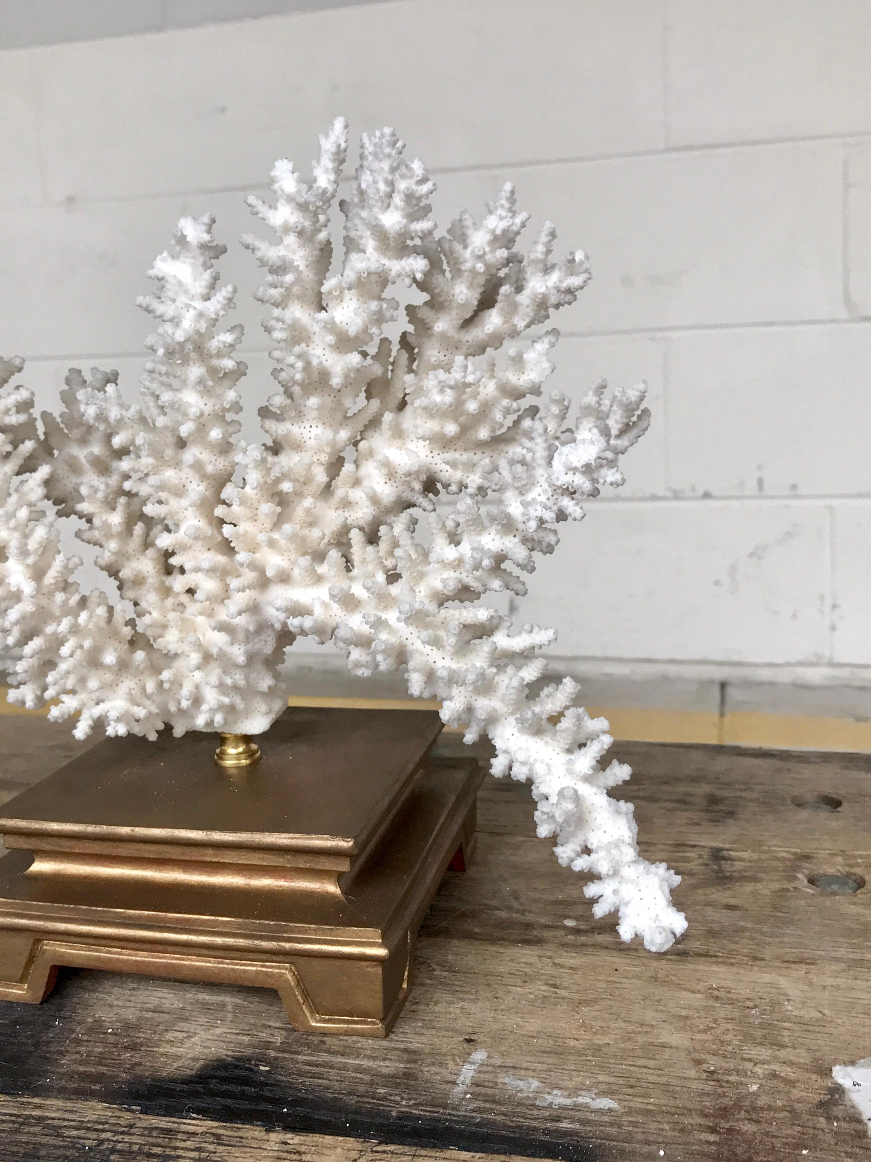 Specimen Blanc Long Branch Coral, Mounted 5
