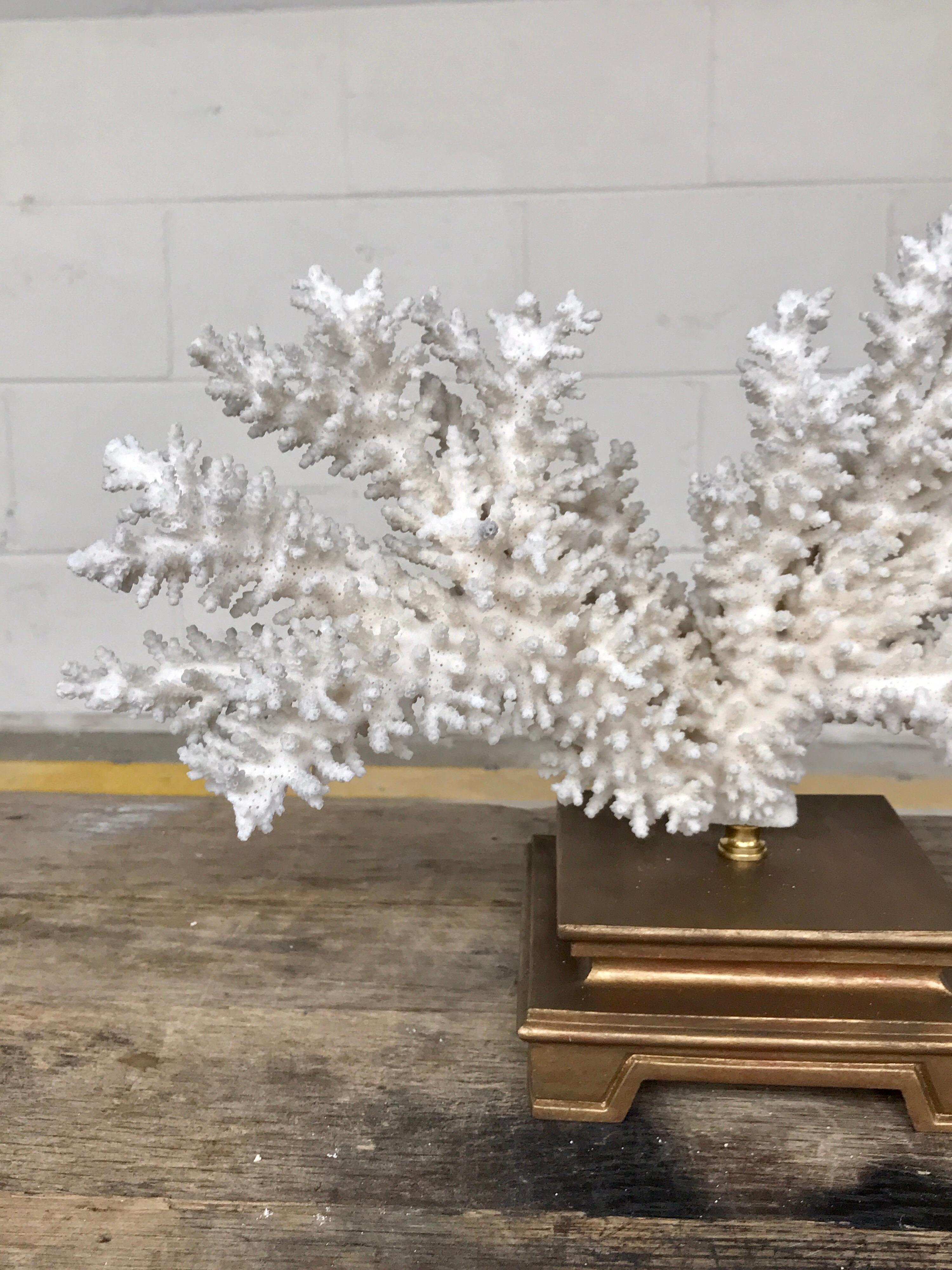 Specimen Blanc Long Branch Coral, Mounted 6