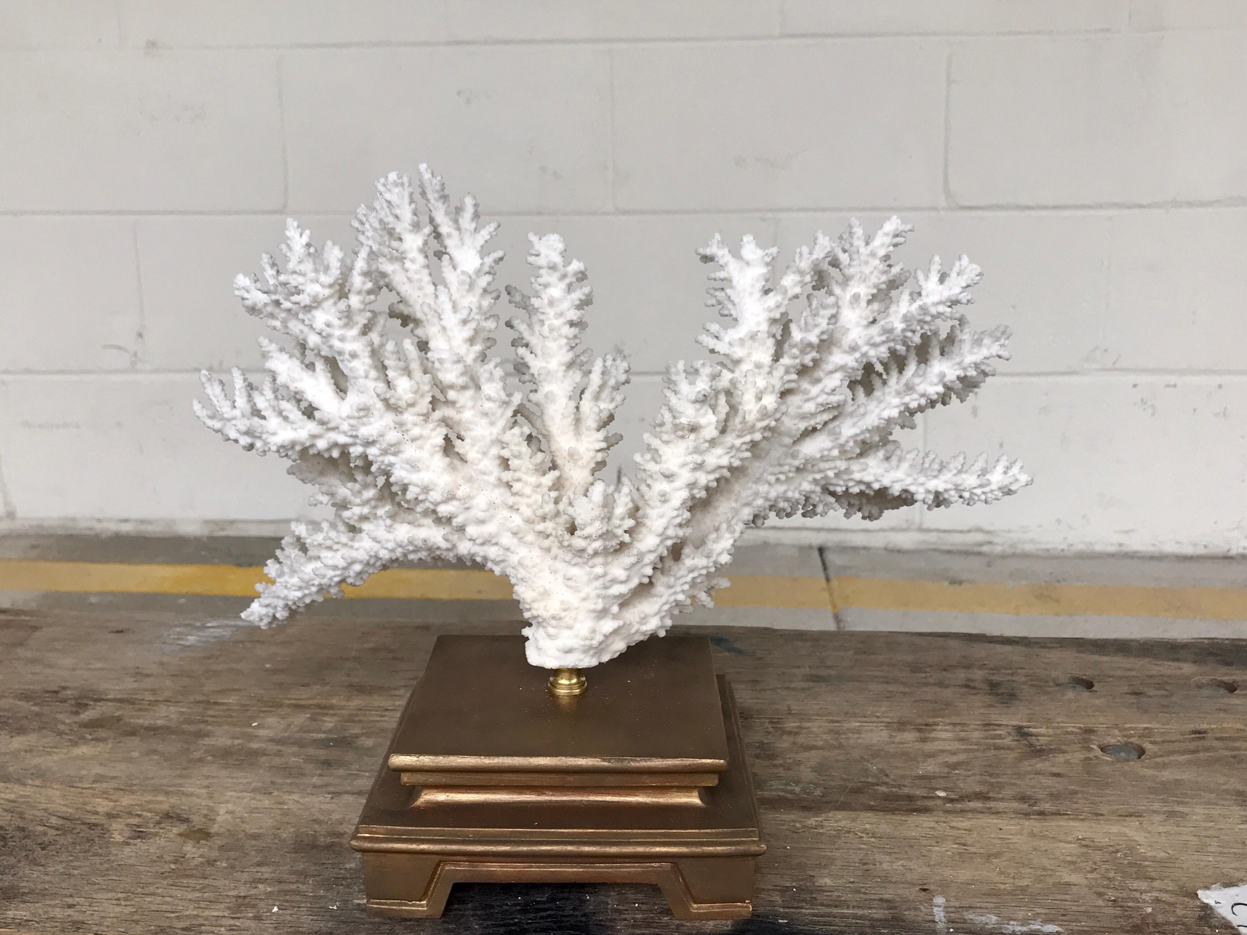Specimen Blanc Long Branch Coral, Mounted 8