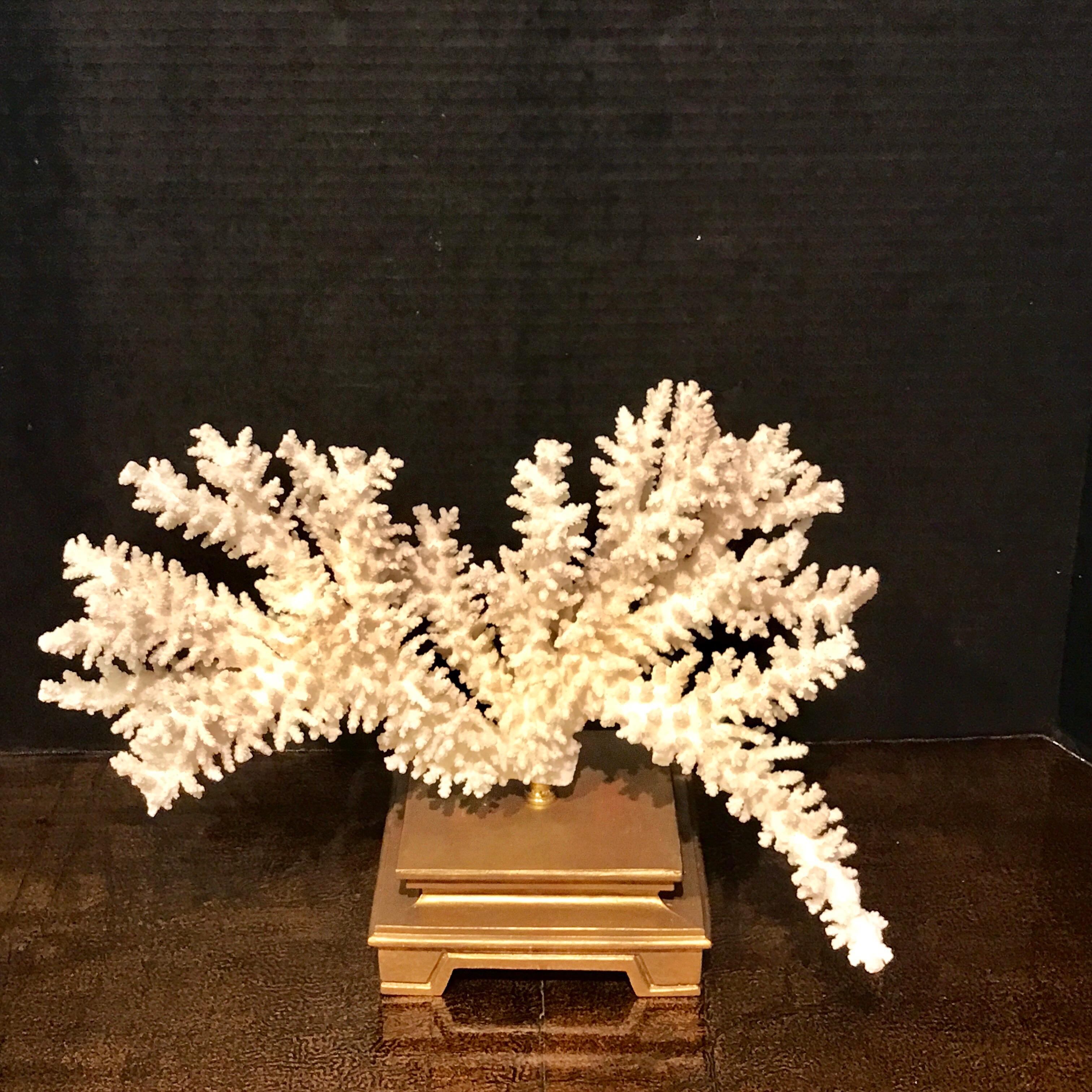 Specimen Blanc long branch coral, mounted on a 6