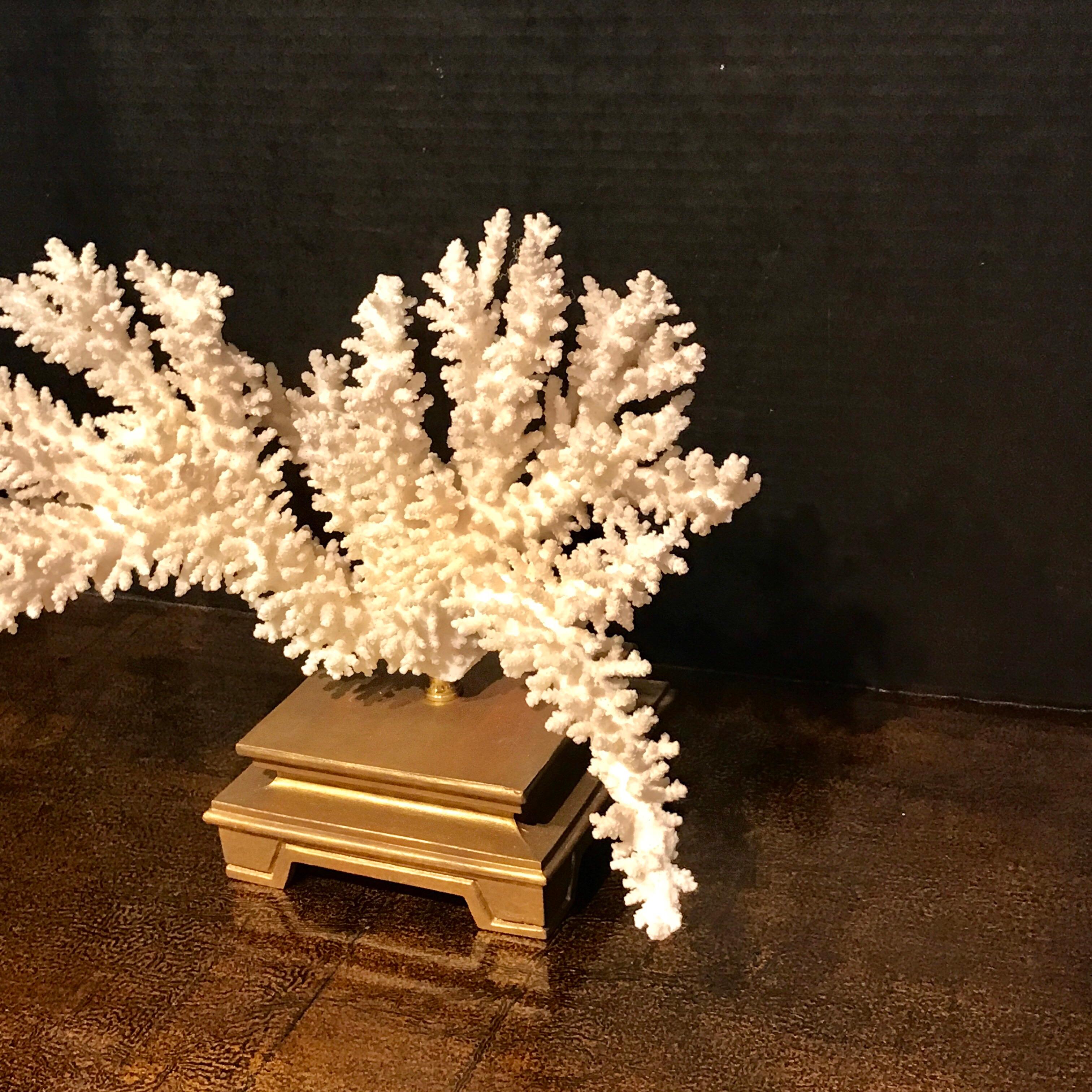 Modern Specimen Blanc Long Branch Coral, Mounted