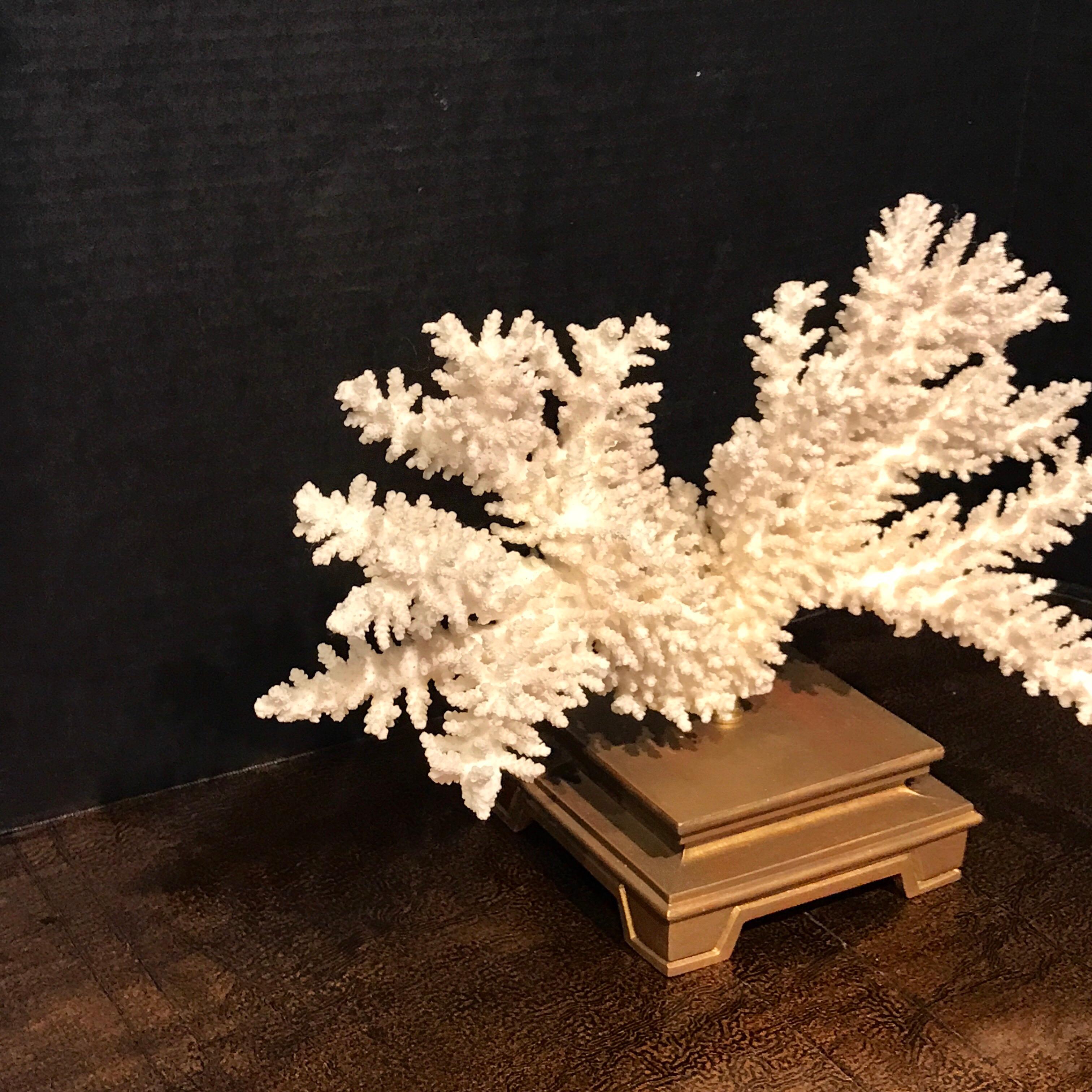 Specimen Blanc Long Branch Coral, Mounted In Good Condition For Sale In Atlanta, GA