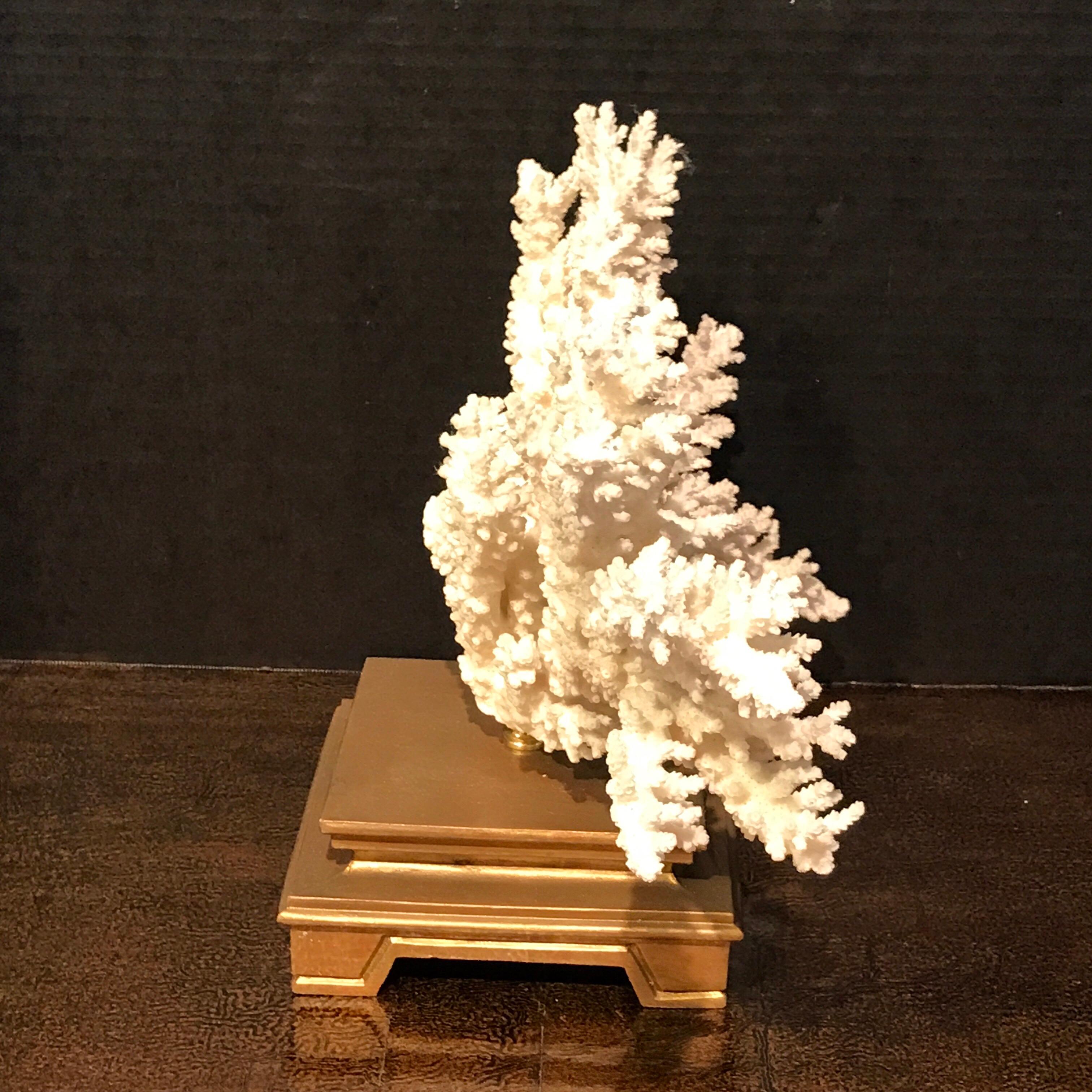 20th Century Specimen Blanc Long Branch Coral, Mounted