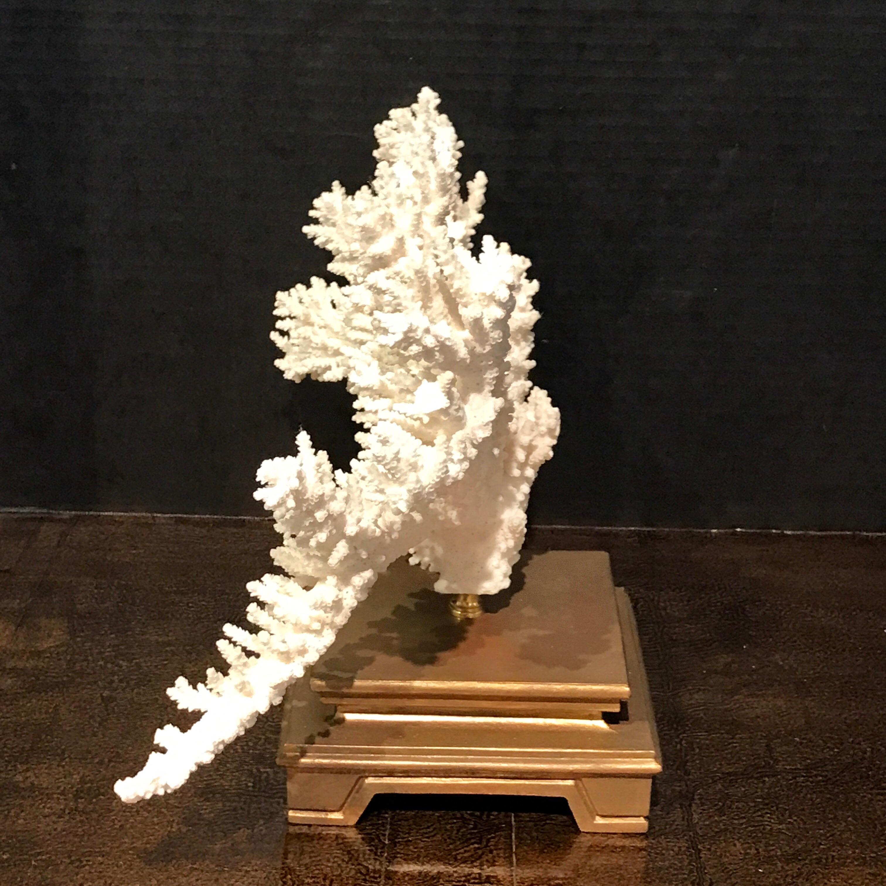 Specimen Blanc Long Branch Coral, Mounted 1