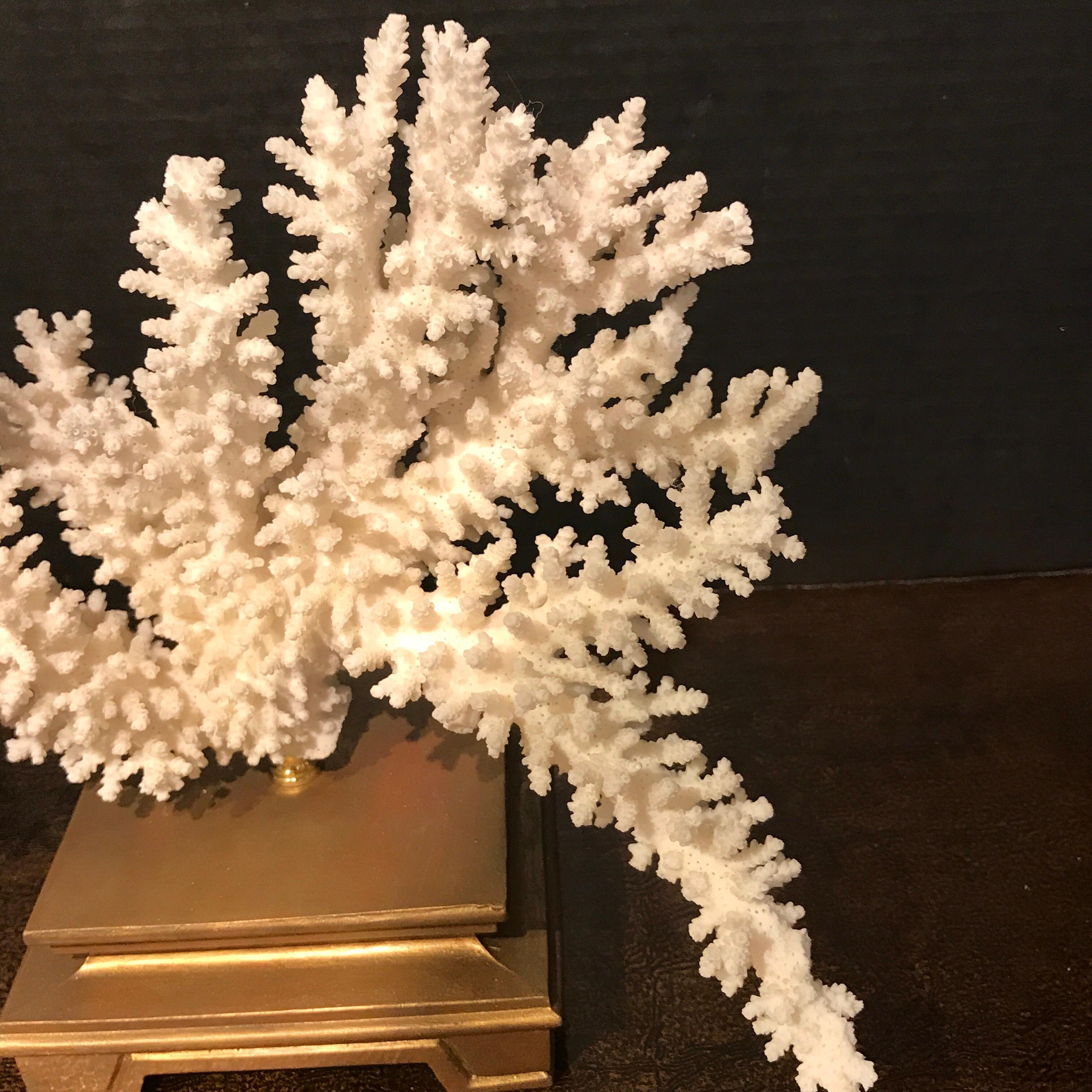 Specimen Blanc Long Branch Coral, Mounted 2