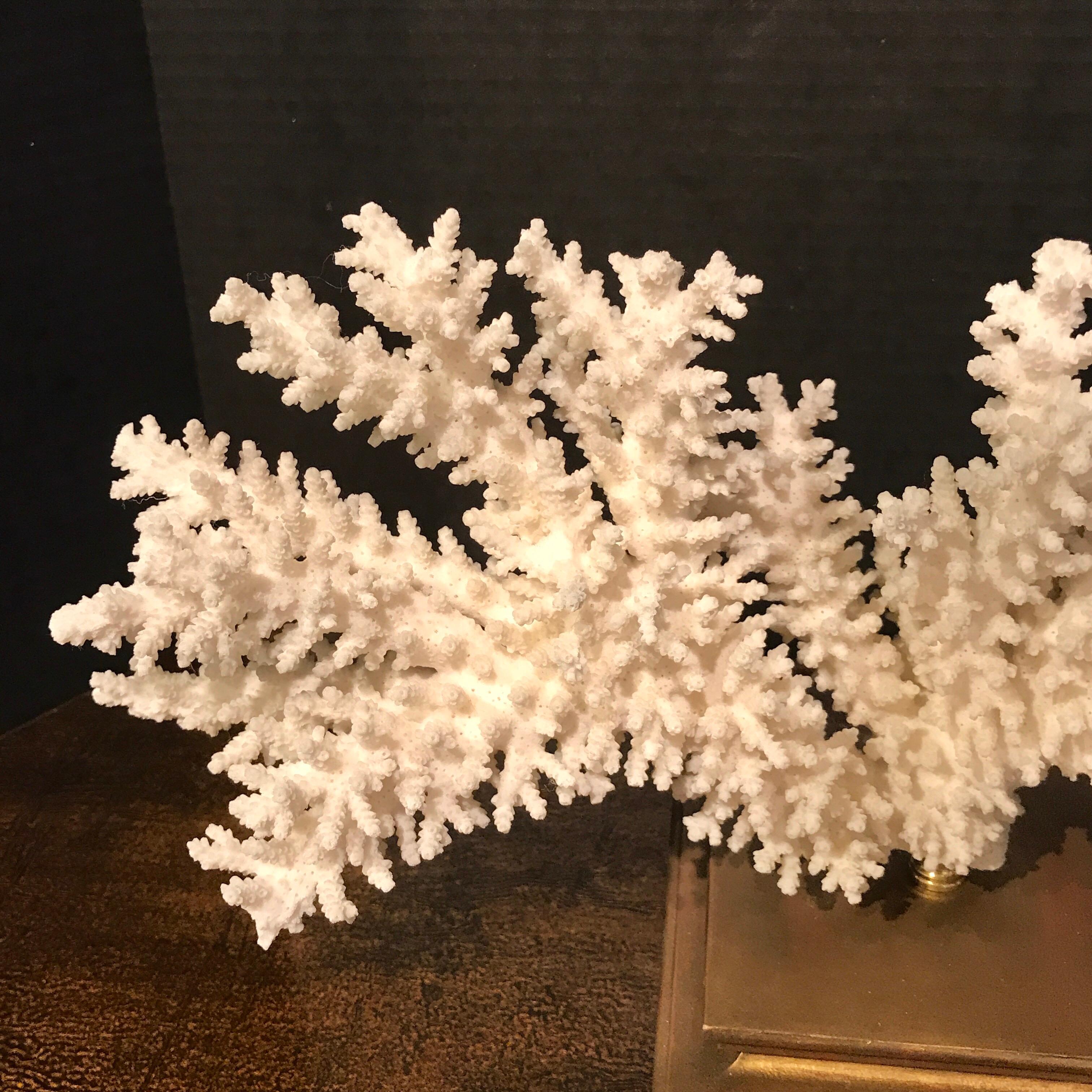 Specimen Blanc Long Branch Coral, Mounted 3