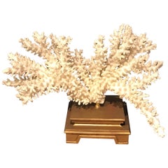 Specimen Blanc Long Branch Coral, Mounted