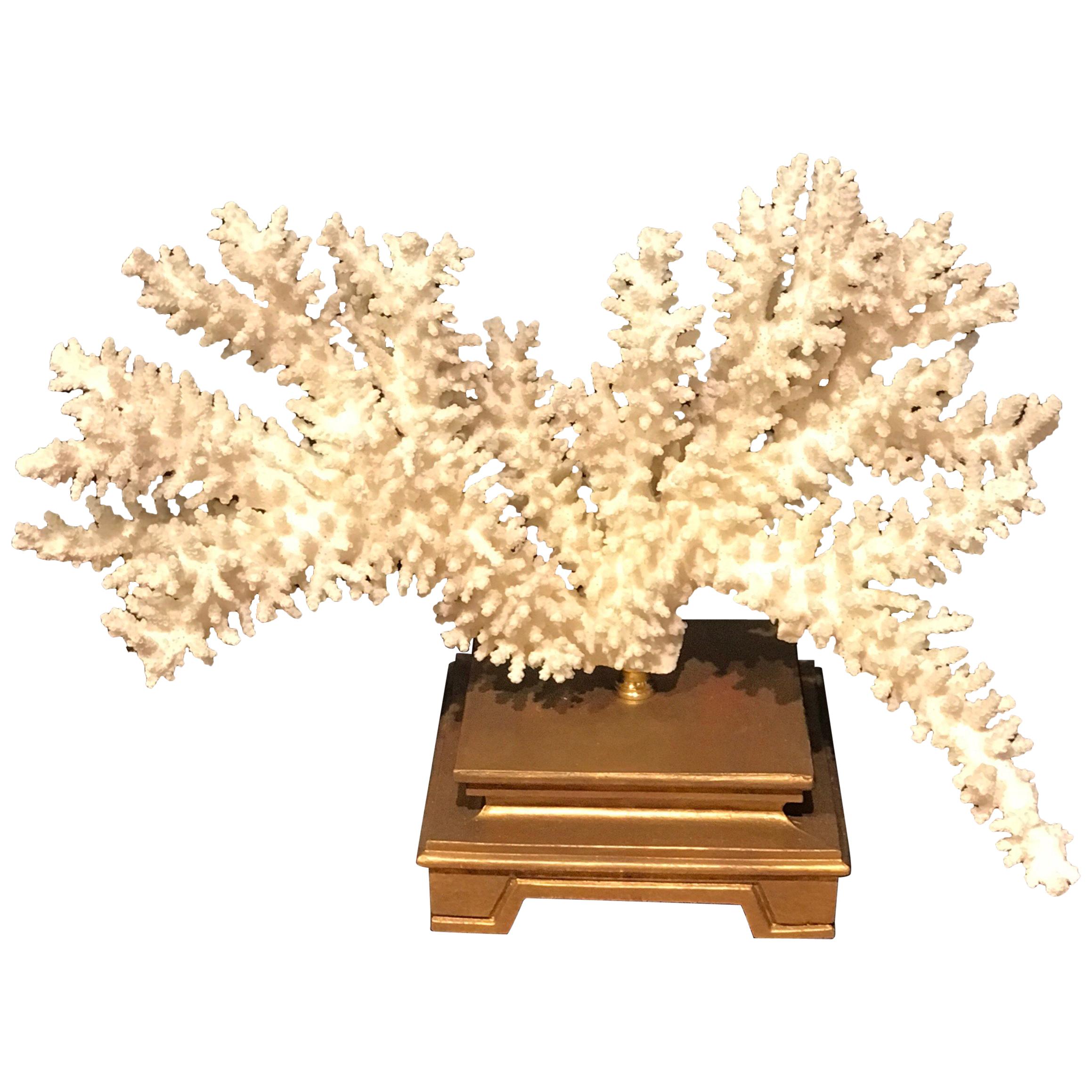 Specimen Blanc Long Branch Coral, Mounted For Sale