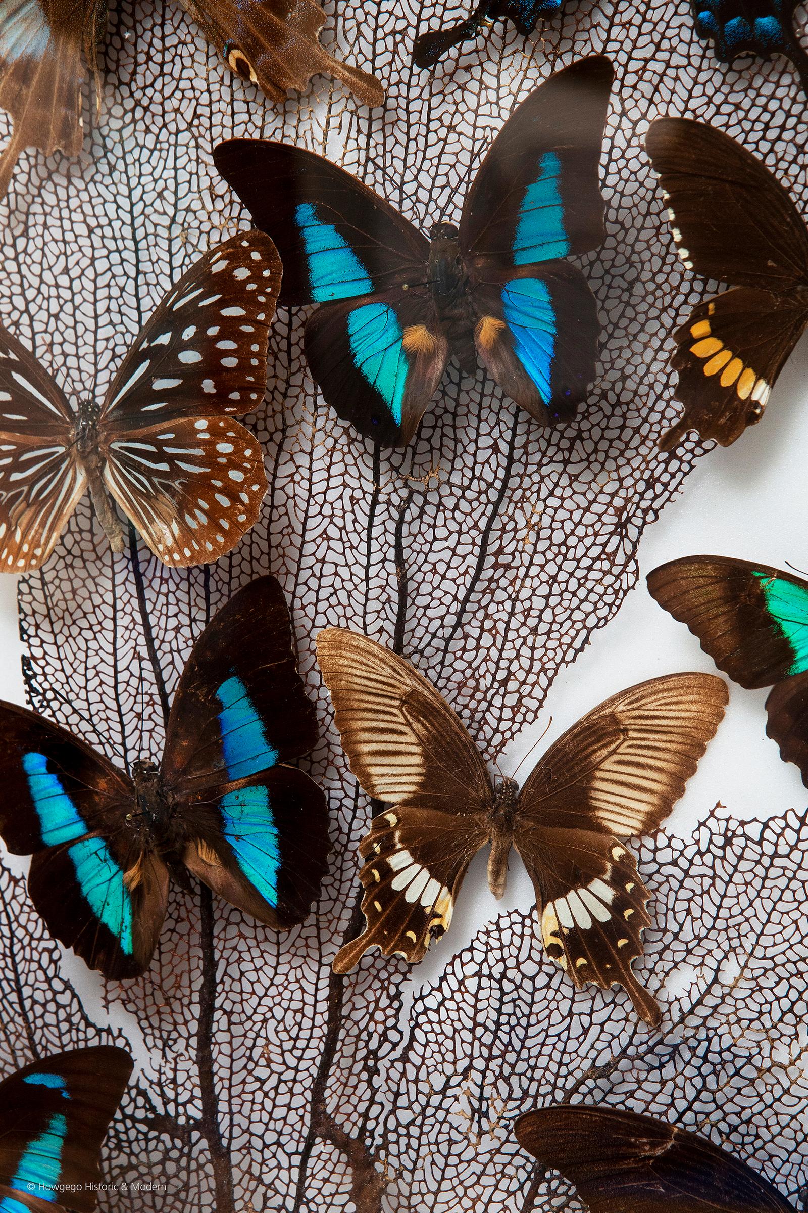Une collection de spécimens de papillons et de coraux, vers 1920
Provenance : Collection privée, Paris

Je viens d'acheter des informations supplémentaires à suivre.

Mesures : Hauteur du cadre de la boîte : 50 cm
Largeur du cadre de la boîte