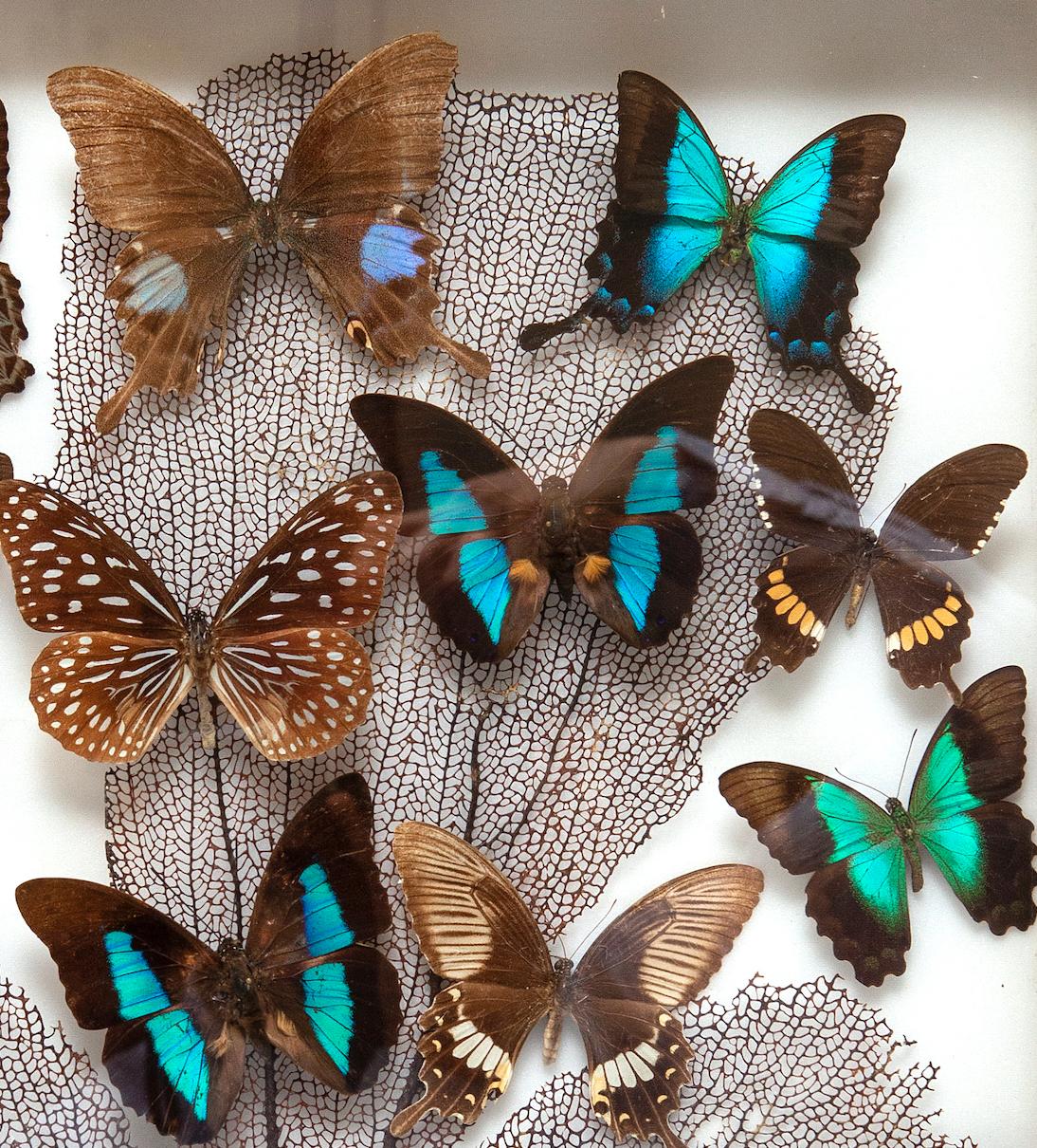 butterflies for sale