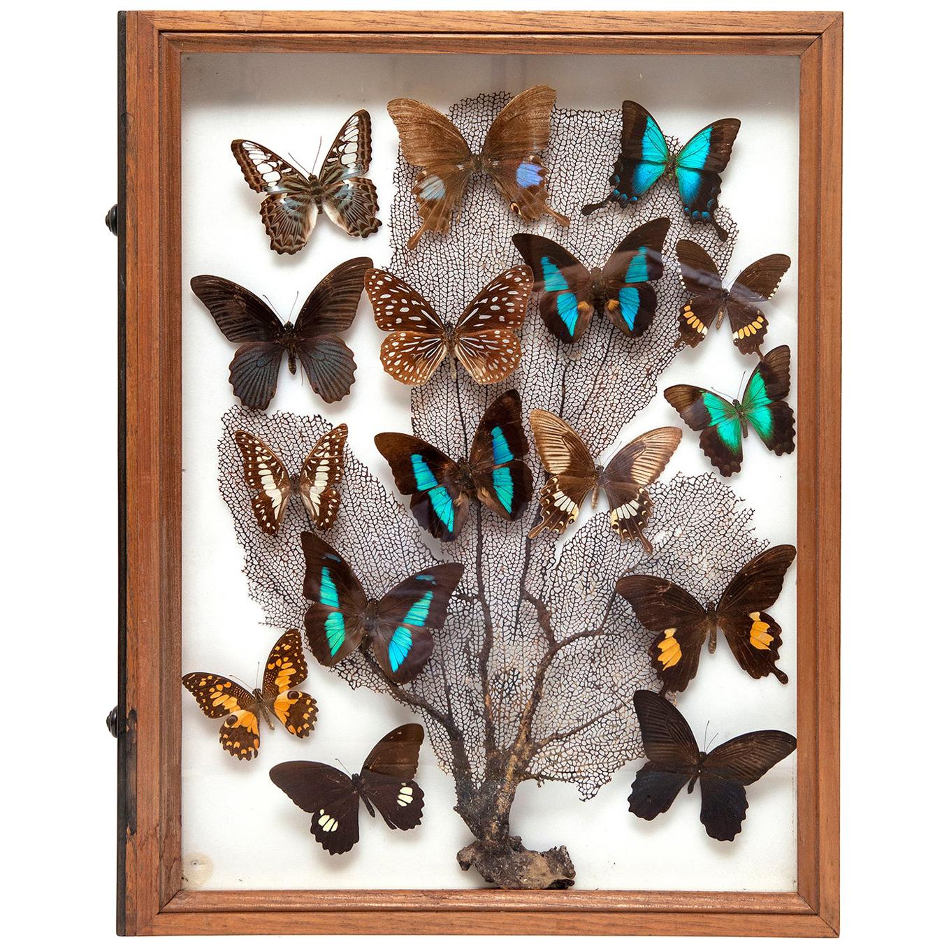 Boîte à spécimens papillons corail, histoire naturelle, nature morte, 1920 en vente