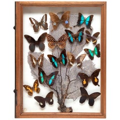 Retro Specimen Box Butterflies Coral 1920 Natural History Still Life