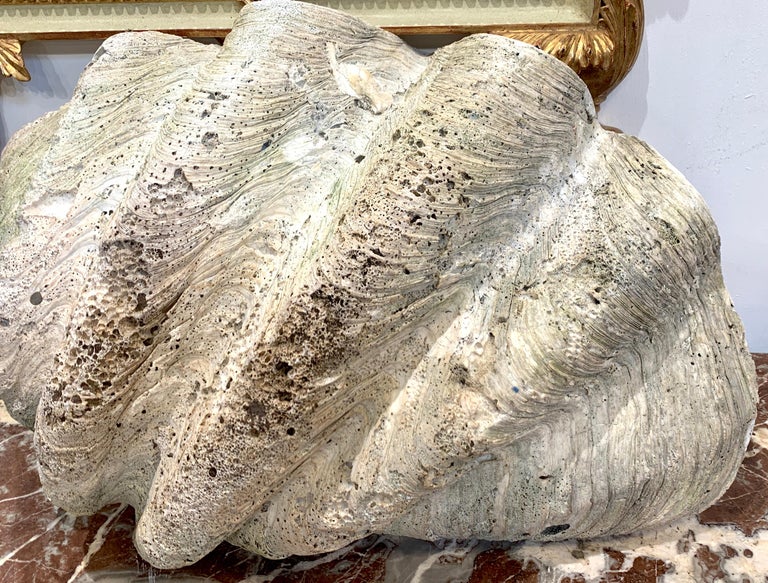 Specimen Giant Clam 'Tridacna Gigas' at 1stDibs giant clam for sale