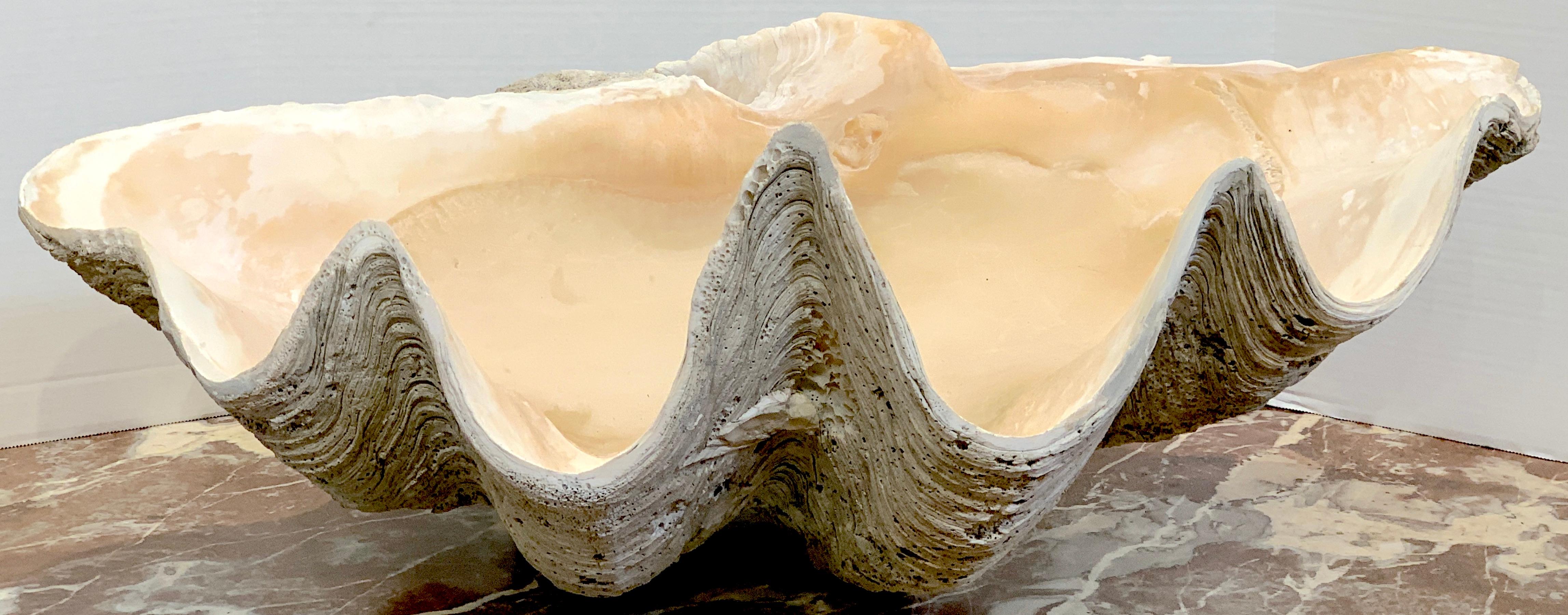 Spécimen de palourde géante 'Tridacna Gigas'
Un bel exemple avec une patine et une surface exquises.