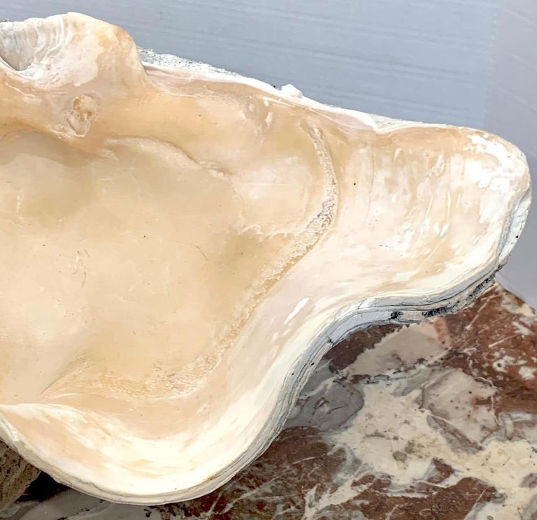 Specimen Giant Clam 'Tridacna Gigas' For Sale at 1stDibs