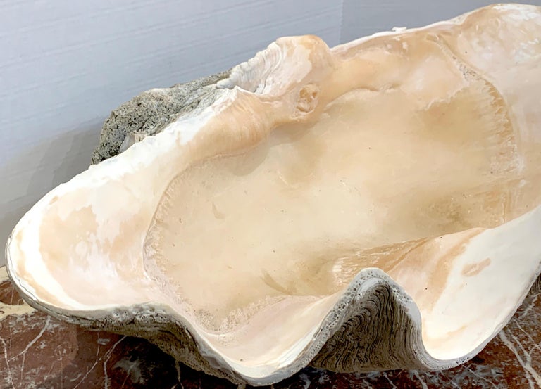 Specimen Giant Clam 'Tridacna Gigas' at 1stDibs giant clam for sale