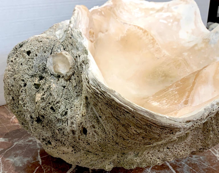 Specimen Giant Clam 'Tridacna Gigas' at 1stDibs giant clam for sale