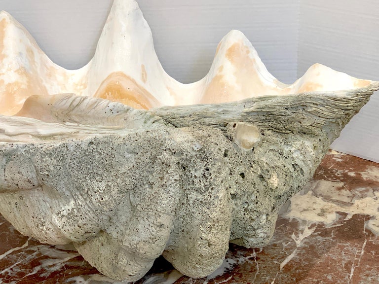 Specimen Giant Clam 'Tridacna Gigas' at 1stDibs giant clam for sale