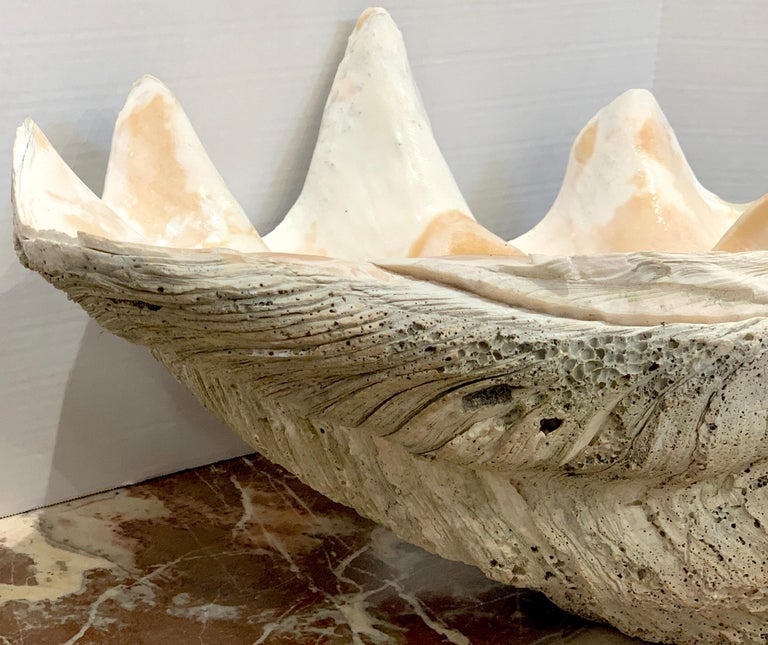 Specimen Giant Clam 'Tridacna Gigas' at 1stDibs giant clam for sale