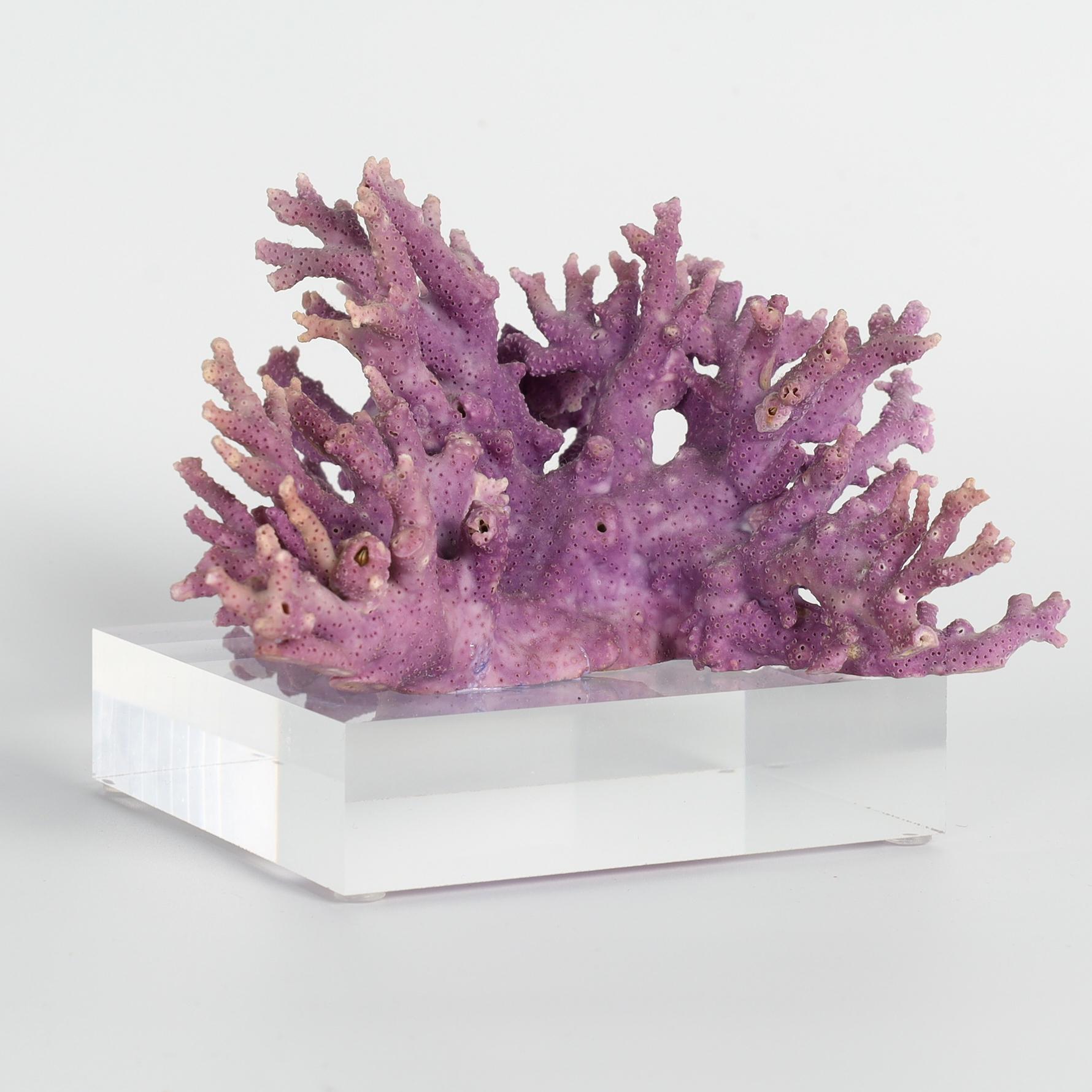 Raro esemplare di corallo viola con la sua forma ispirata all'oceano, le sue texture e il suo seducente colore viola. Presentato su una base in lucite per esaltare gli elementi scultorei.

Disponibile solo negli Stati Uniti d'America, la spedizione