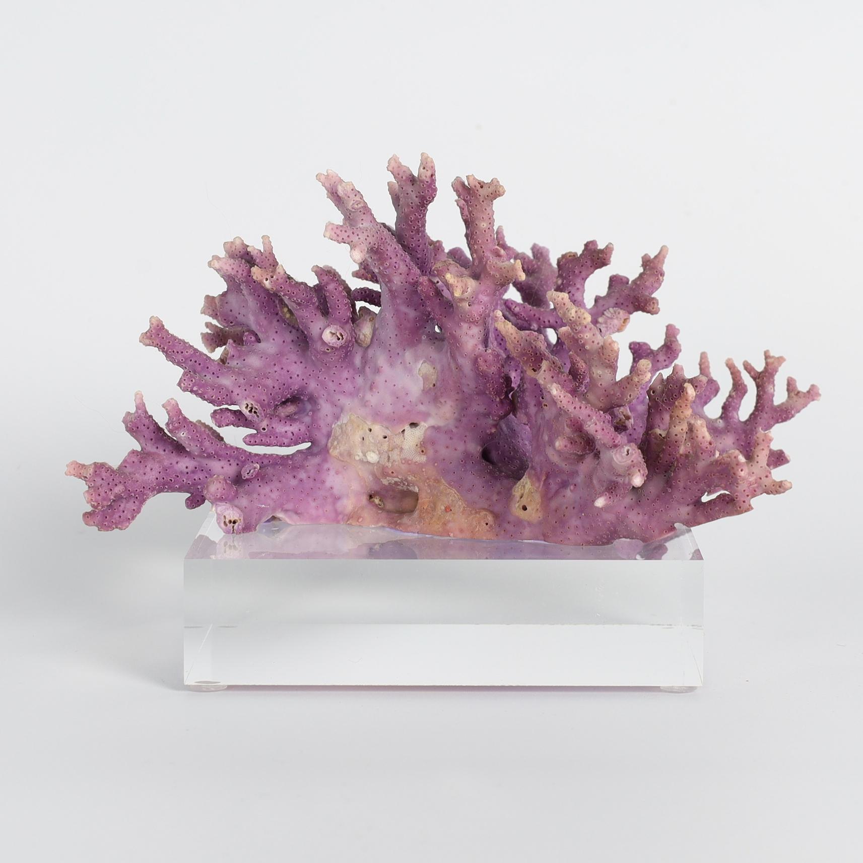 Organico moderno Esemplare di corallo viola su lucite in vendita