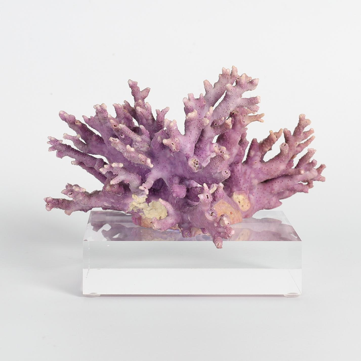 Isole Salomone Esemplare di corallo viola su lucite in vendita