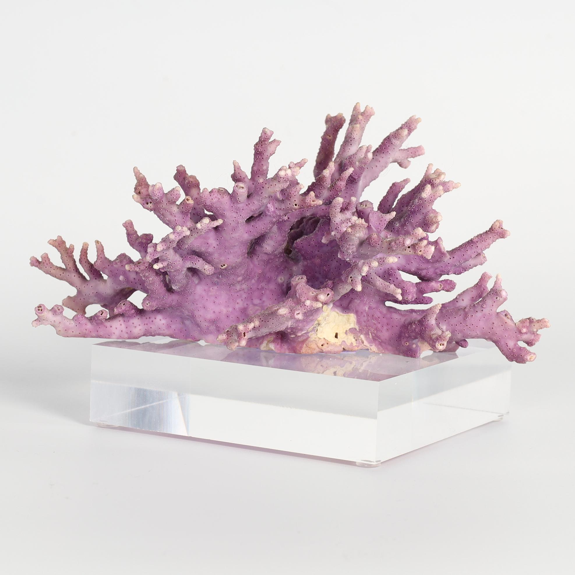 Lucidato Esemplare di corallo viola su lucite in vendita