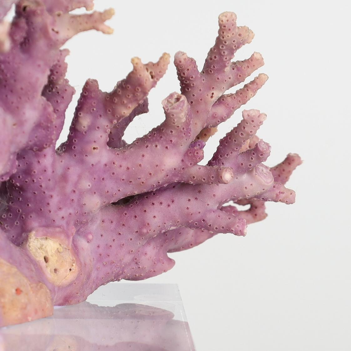 XX secolo Esemplare di corallo viola su lucite in vendita