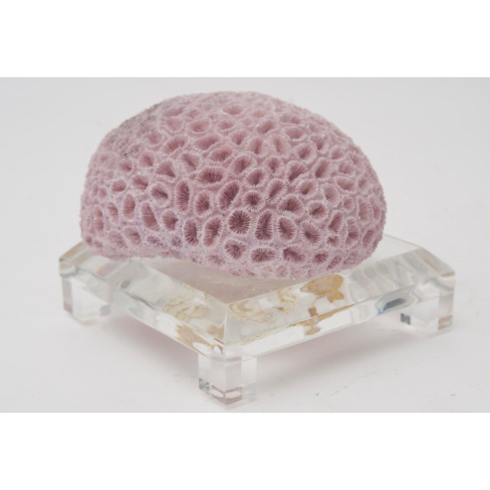 American Specimen Violet Coral on Lucite