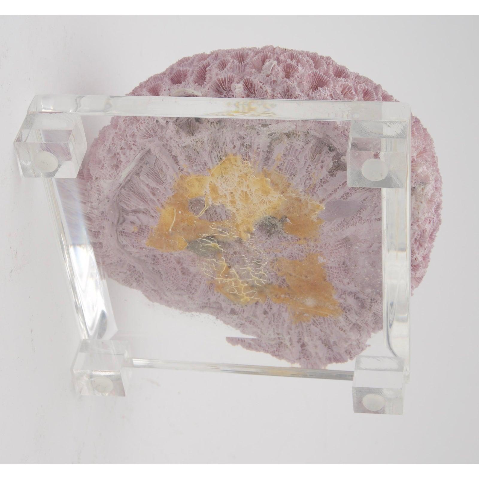 Dyed Specimen Violet Coral on Lucite