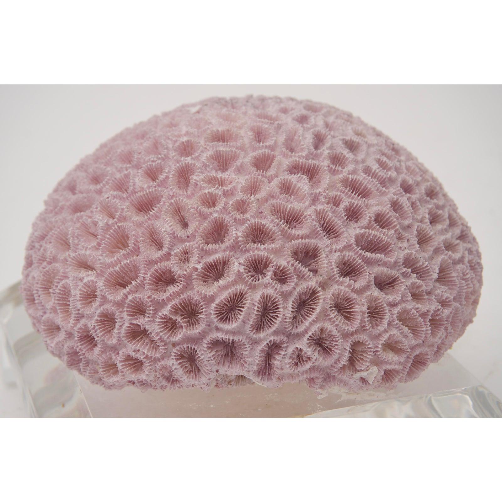 Specimen Violet Coral on Lucite In Good Condition In West Palm Beach, FL